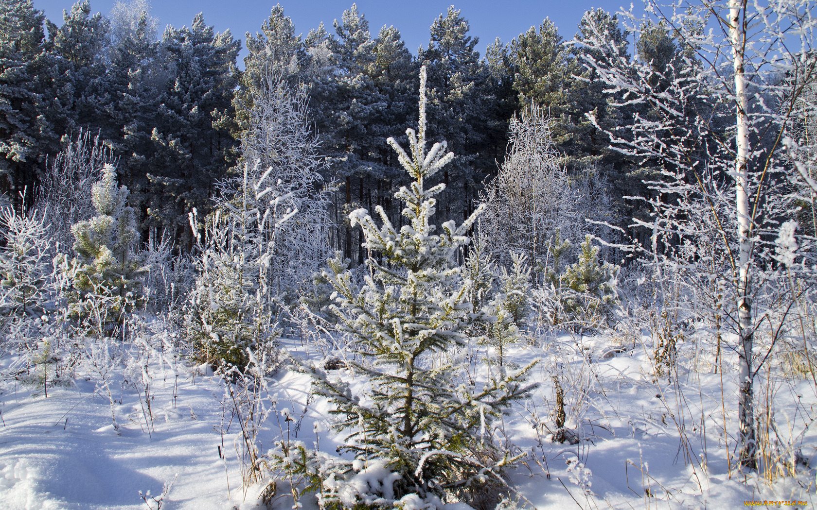 природа, зима, снег, ели