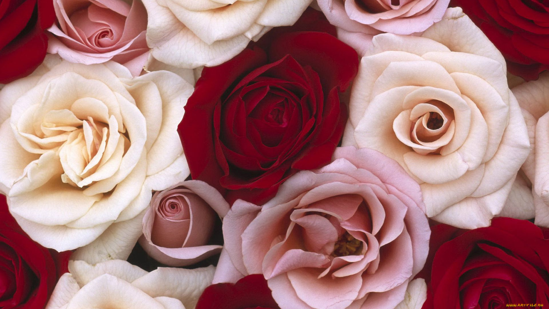 цветы, розы, бутоны, лепестки