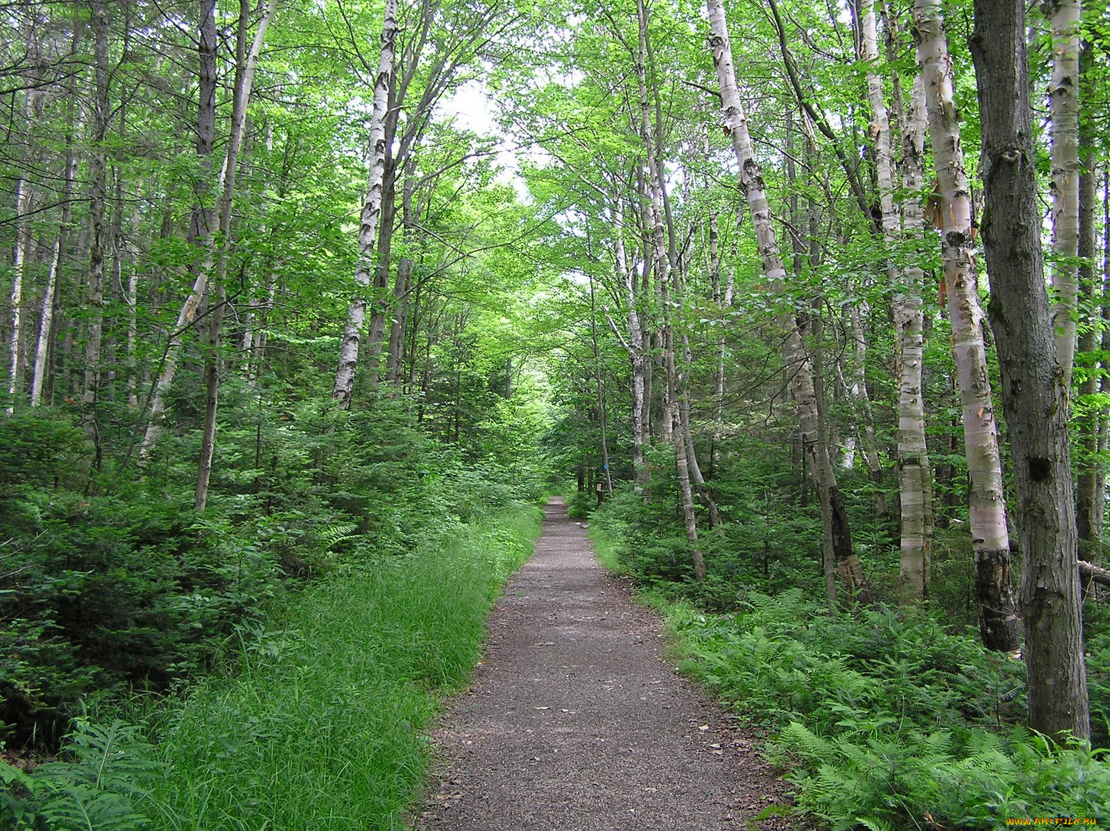 природа, дороги, лес, тропинка