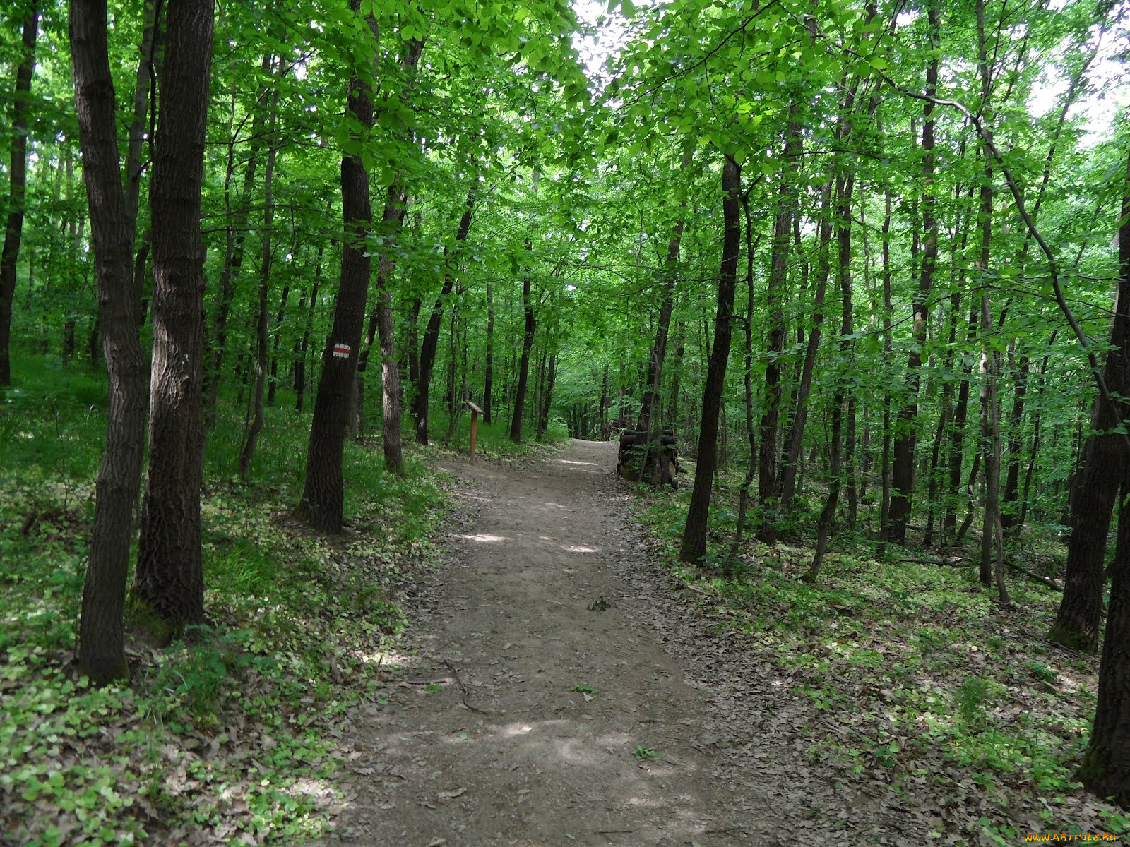 природа, дороги, лес, тропинка