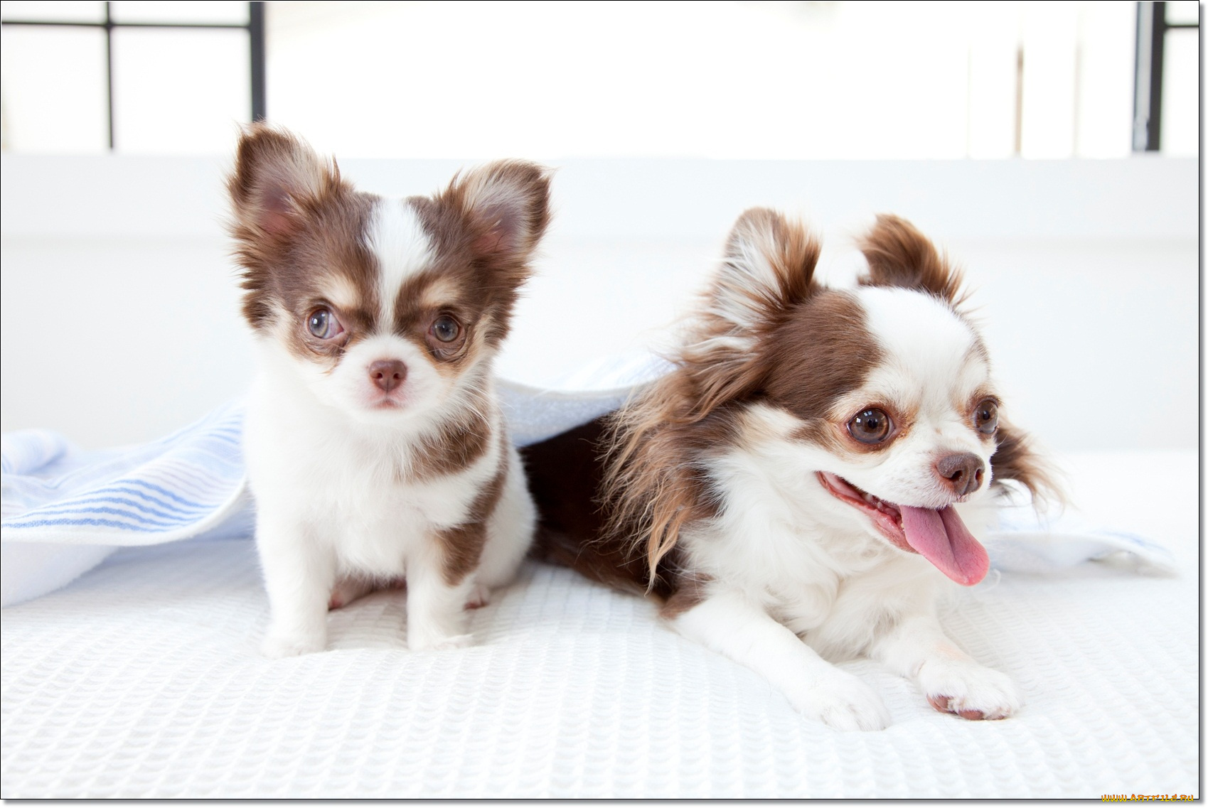 животные, собаки, щенки