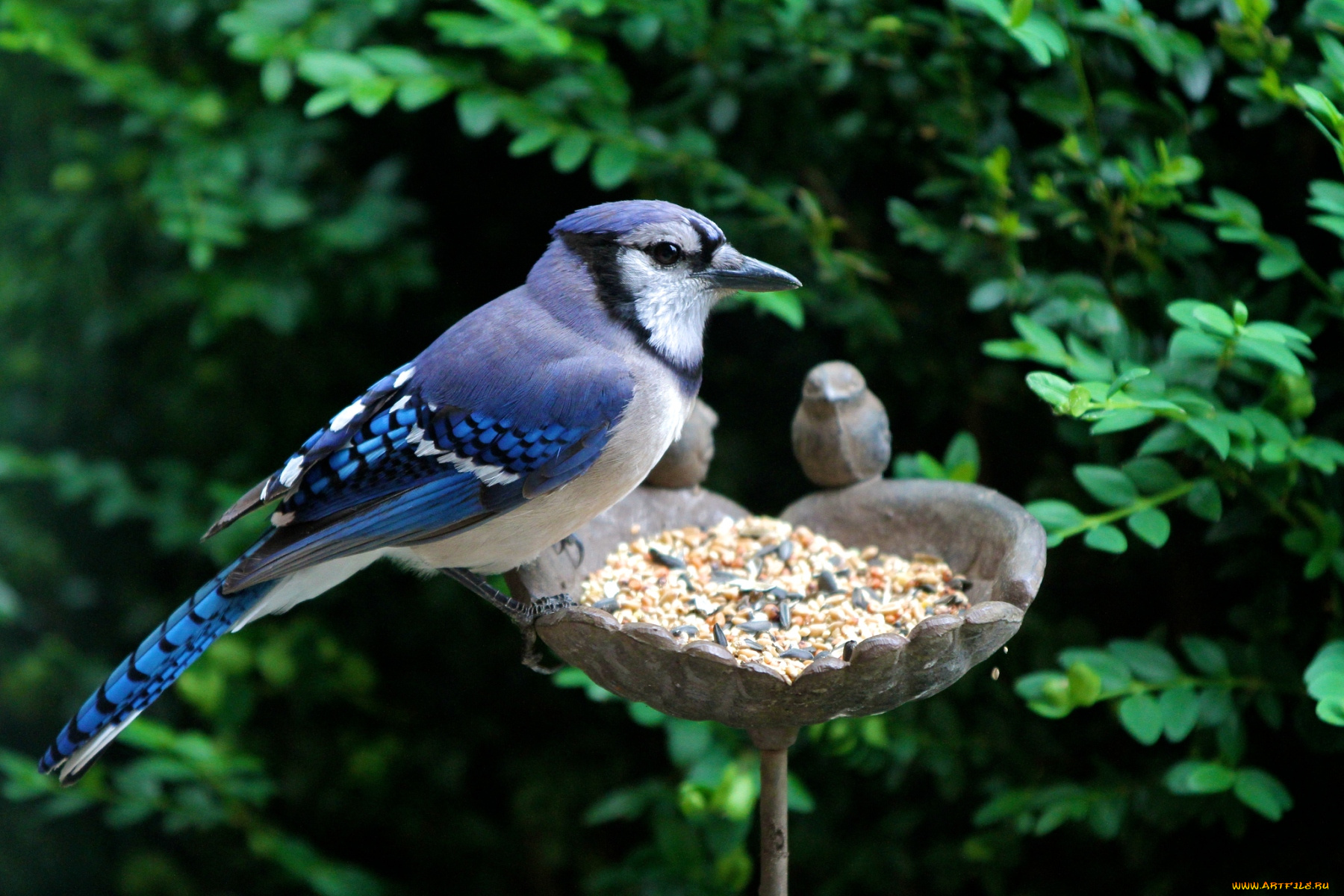 животные, сойки, кормушка, голубой, хохолок