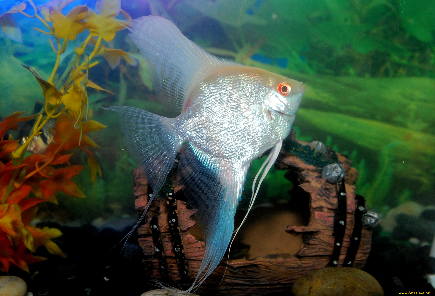 животные, рыбы, плавники