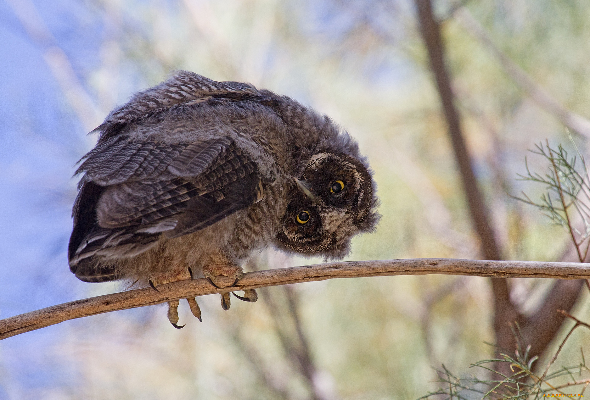 животные, совы, забавный