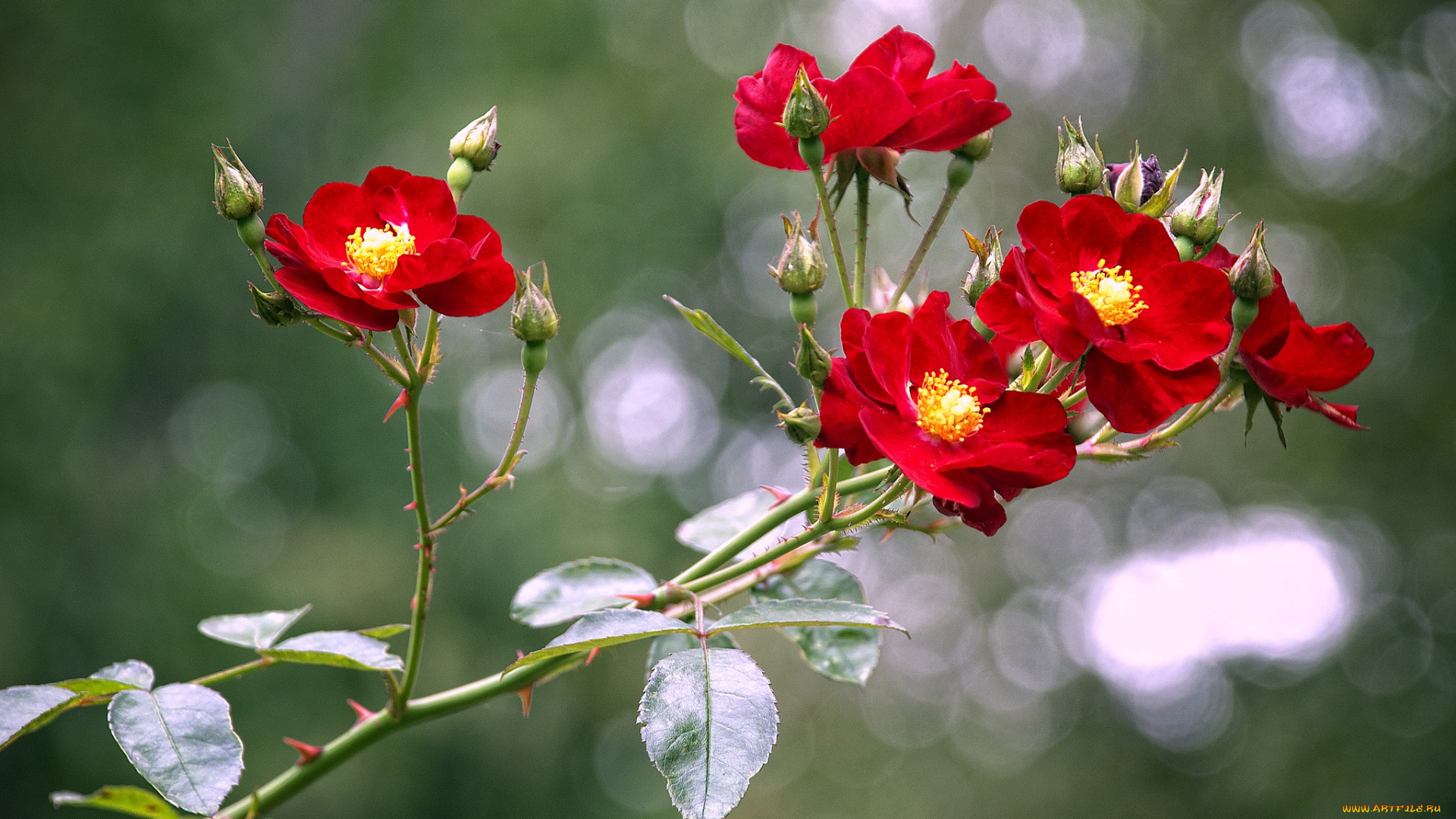 цветы, розы, красный, ветка