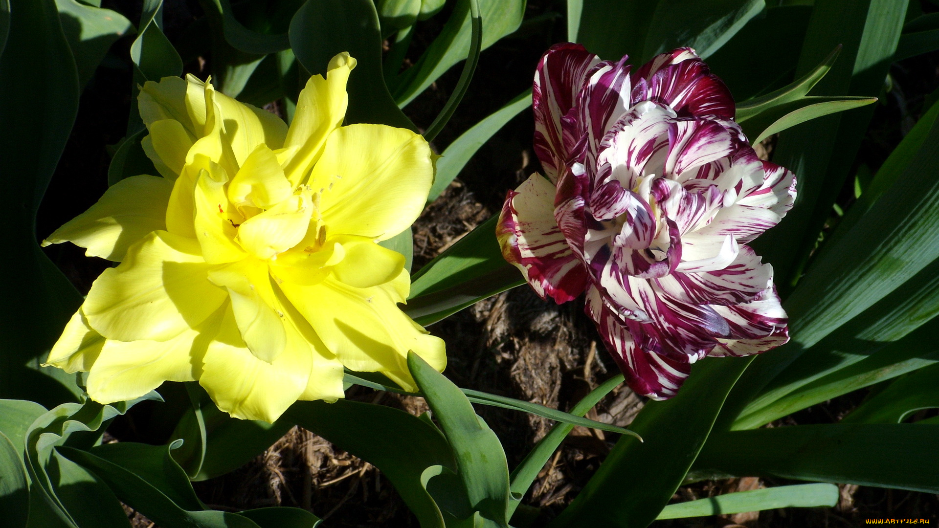 цветы, тюльпаны