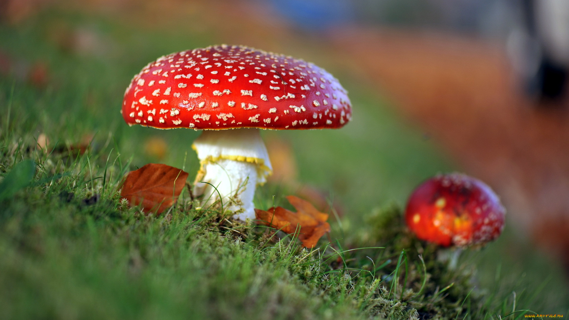 природа, грибы, мухомор, осень