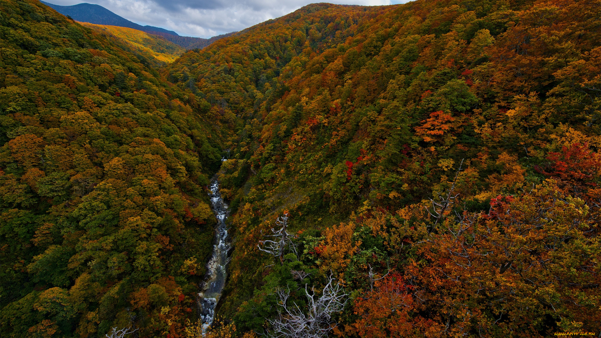 природа, лес, панорама, осень