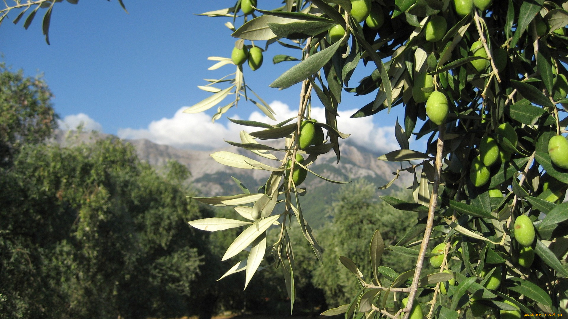 природа, плоды, оливки