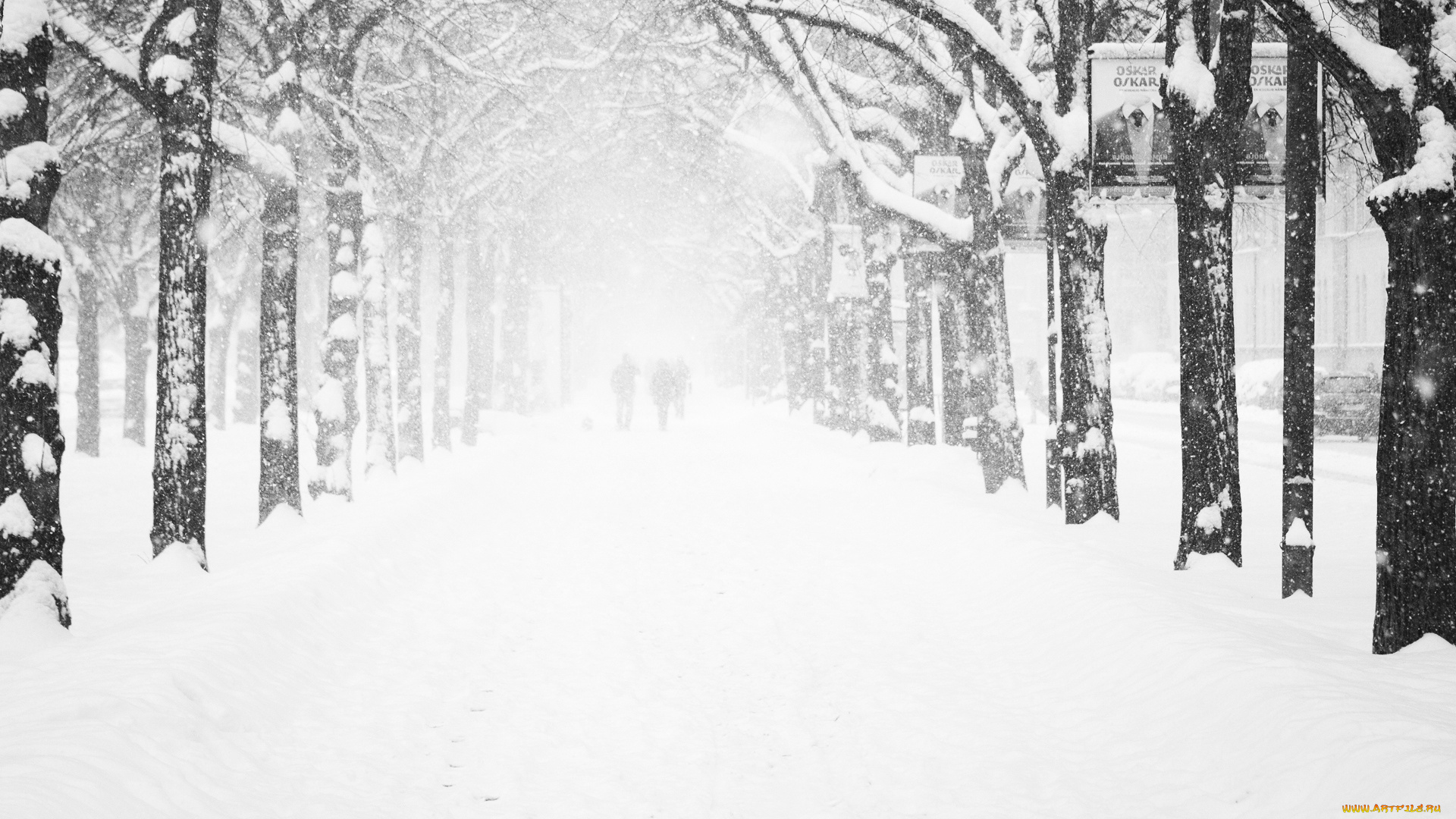природа, зима, силуэты, аллея, деревья, снег