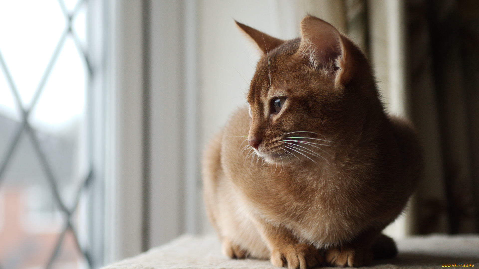 животные, коты, абиссинская, кошка