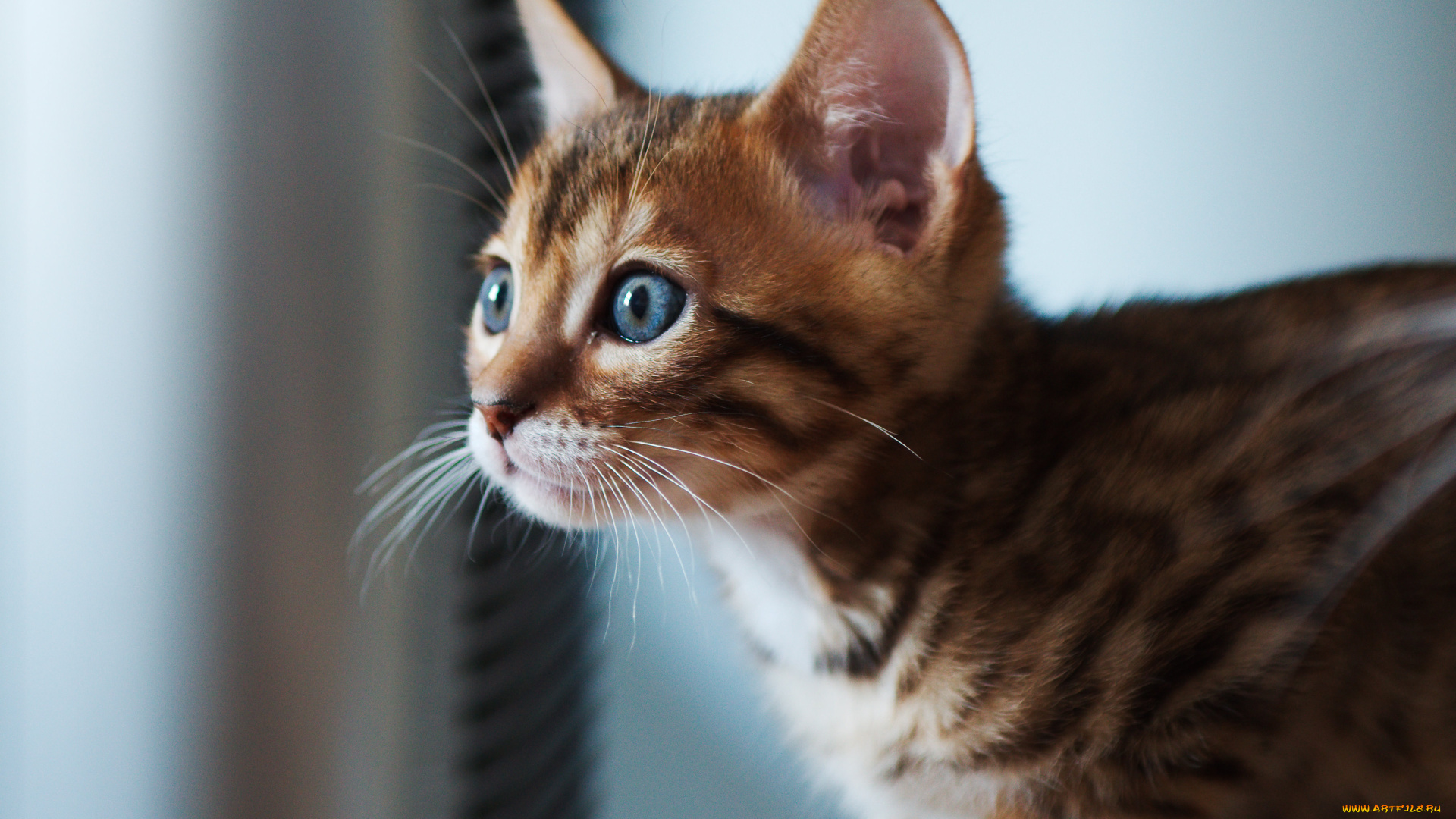 животные, коты, бенгальская, кошка