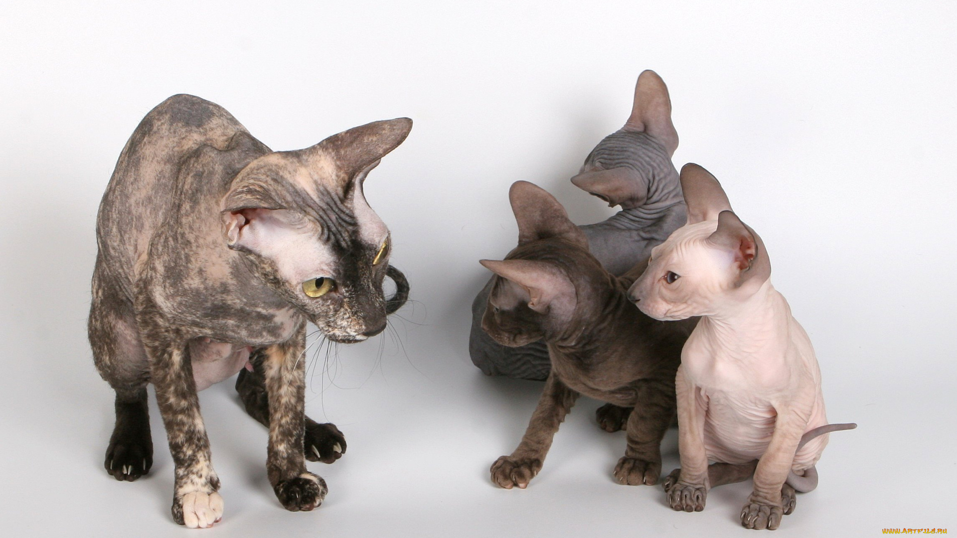 животные, коты, кошки