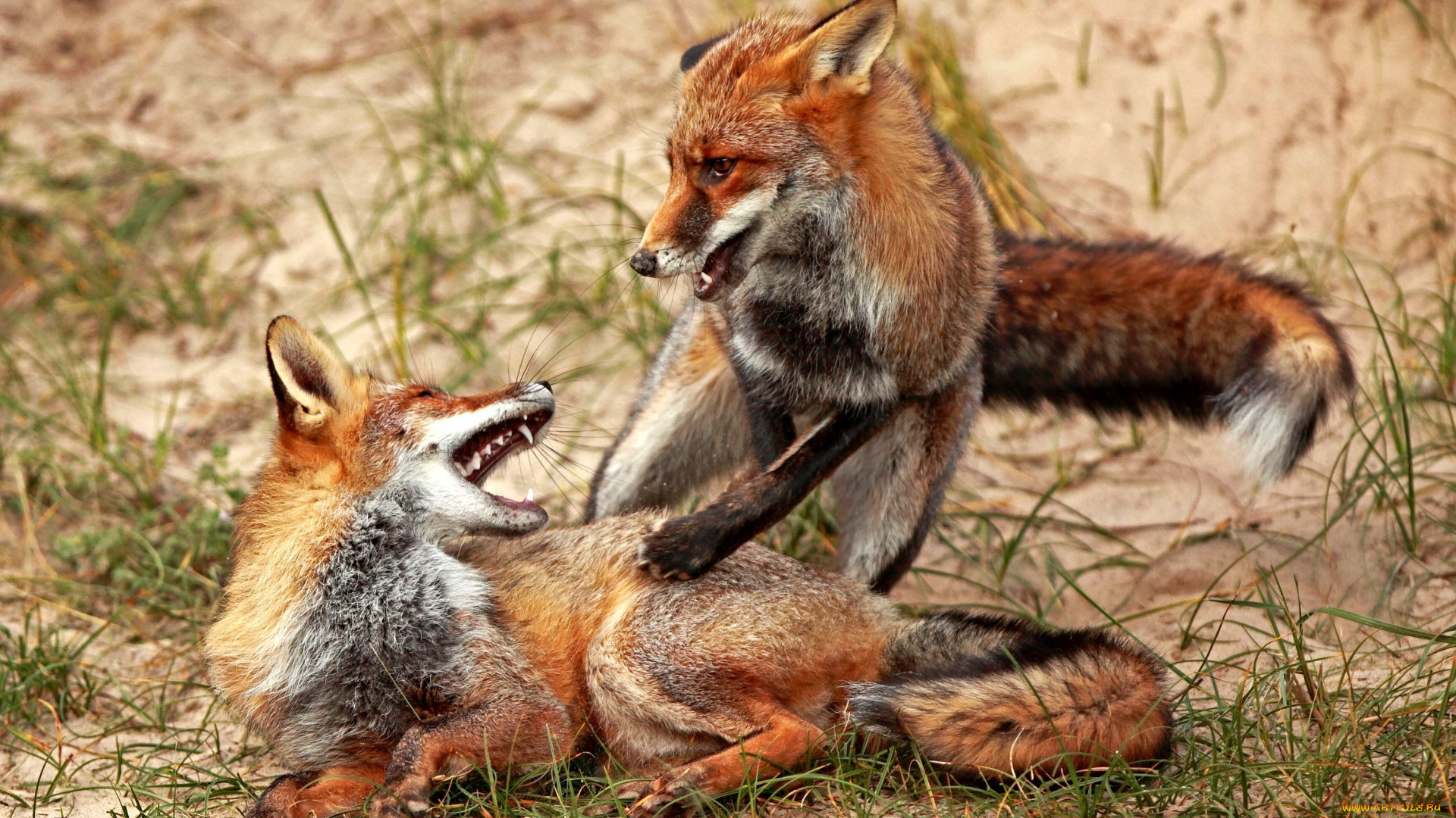 животные, лисы, рыжий, драка