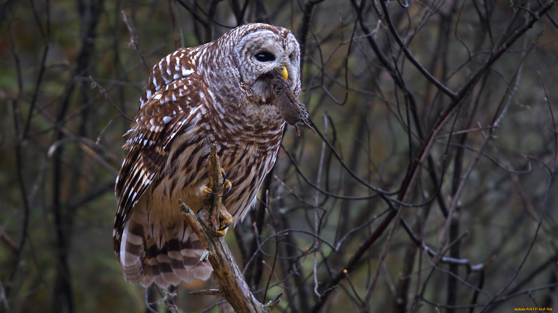 животные, совы, добыча