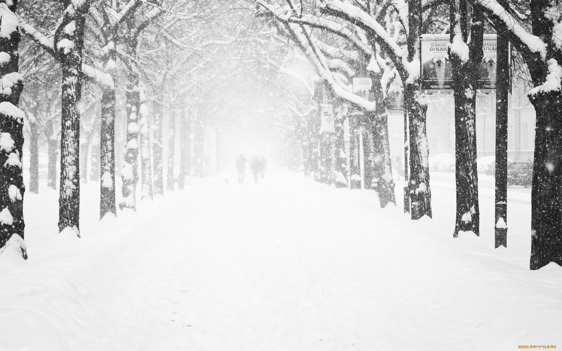 природа, зима, силуэты, аллея, деревья, снег