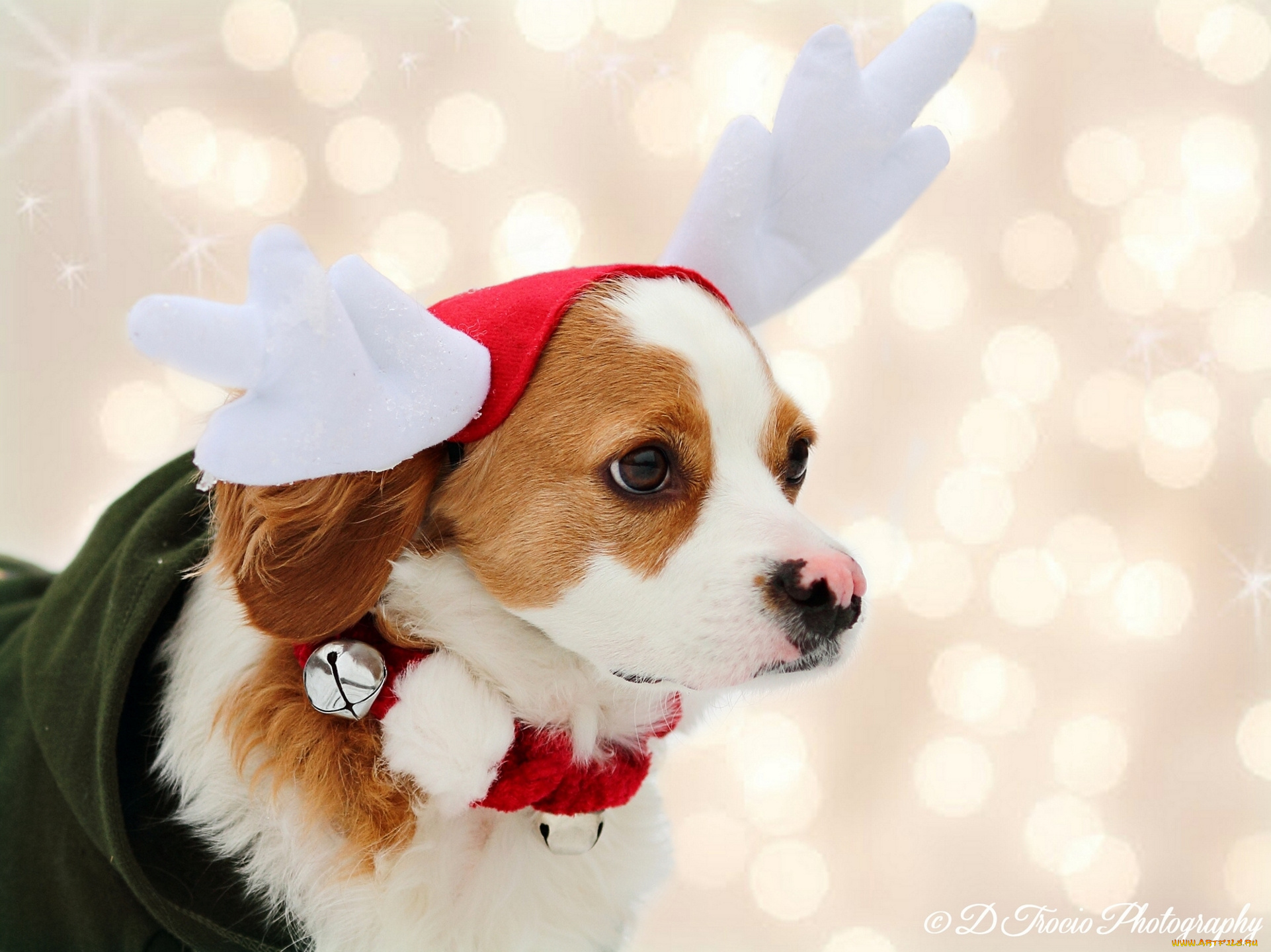 животные, собаки, костюм