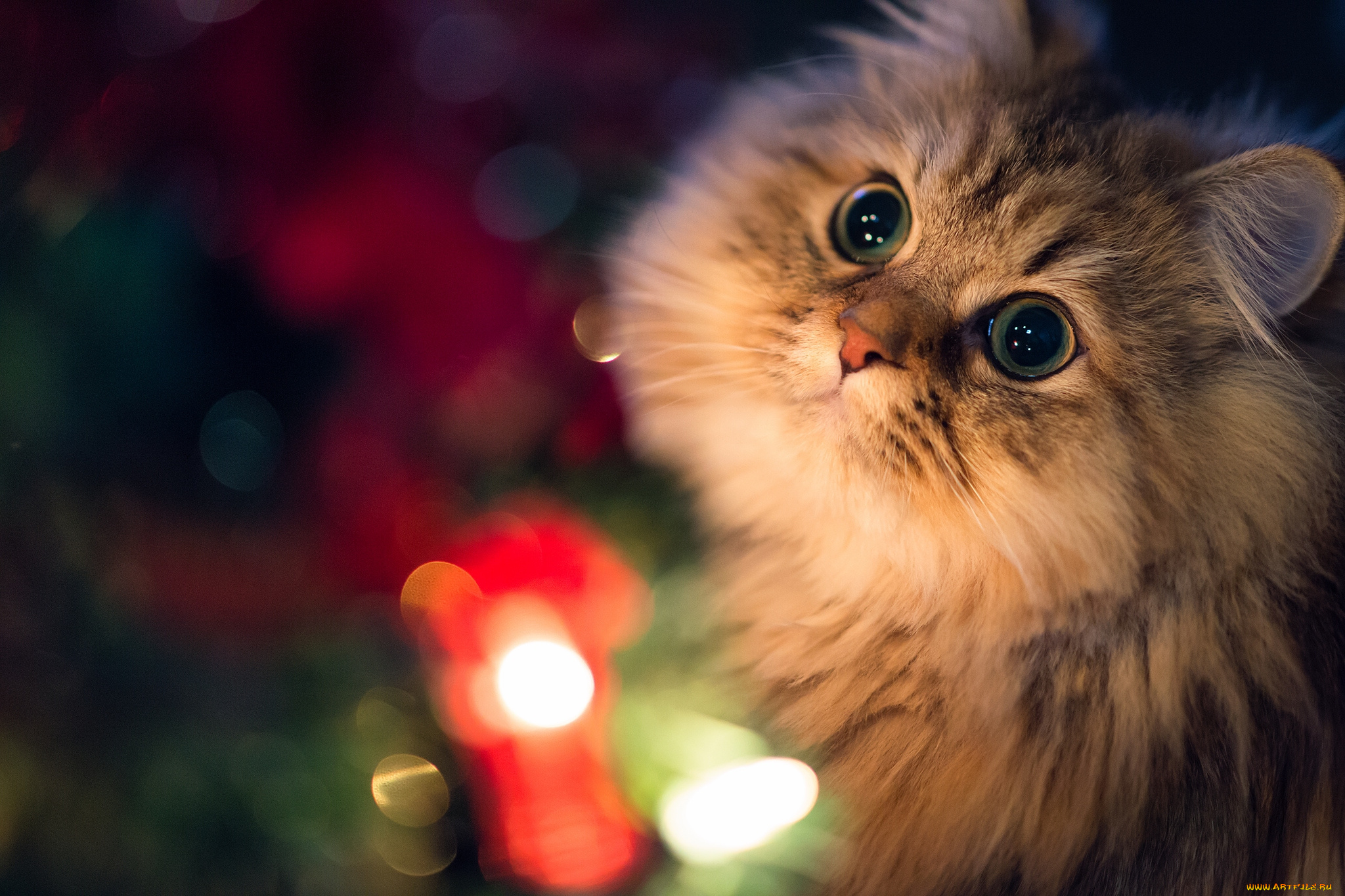 животные, коты, daisy, benjamin, torode