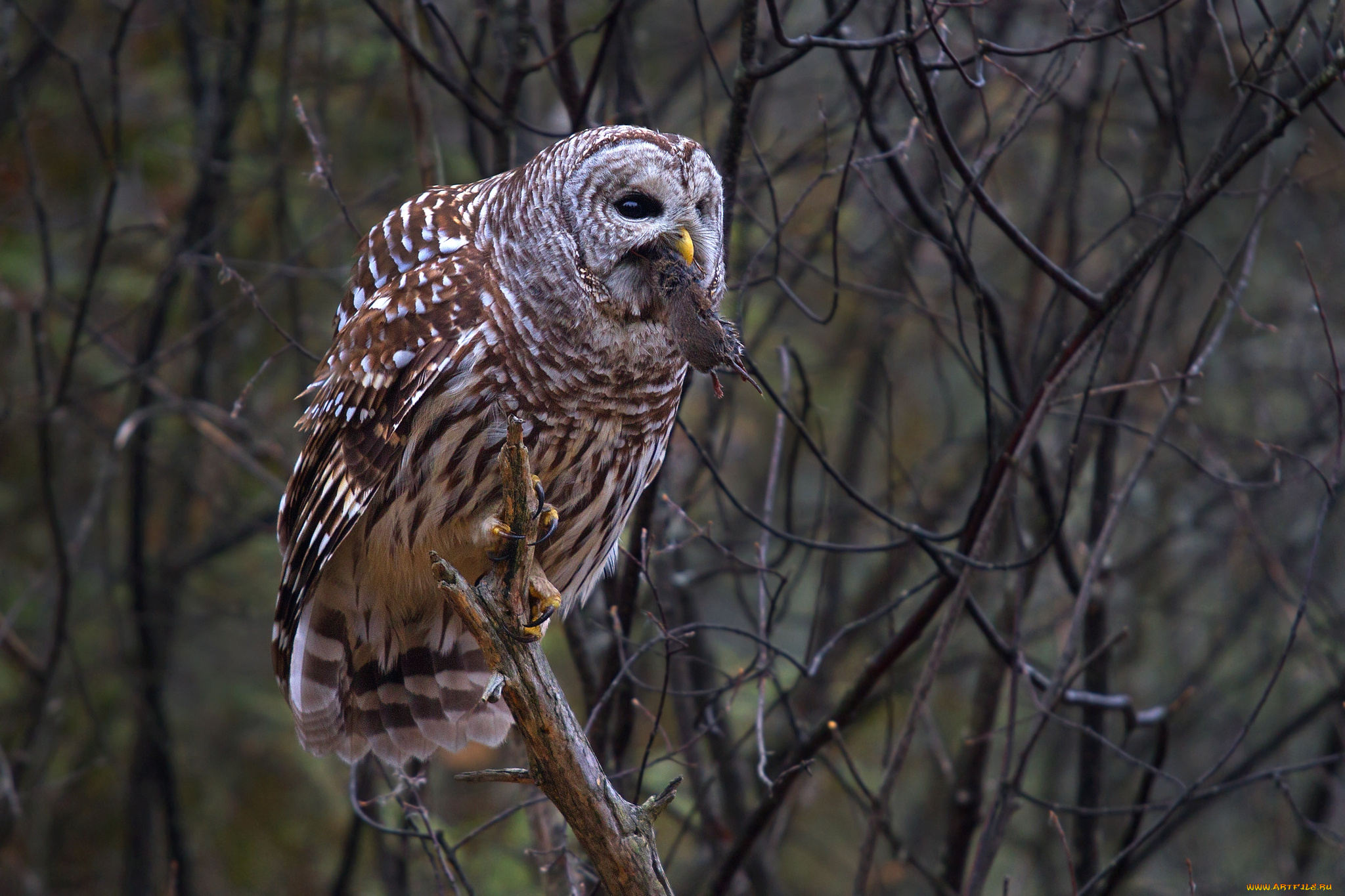 животные, совы, добыча