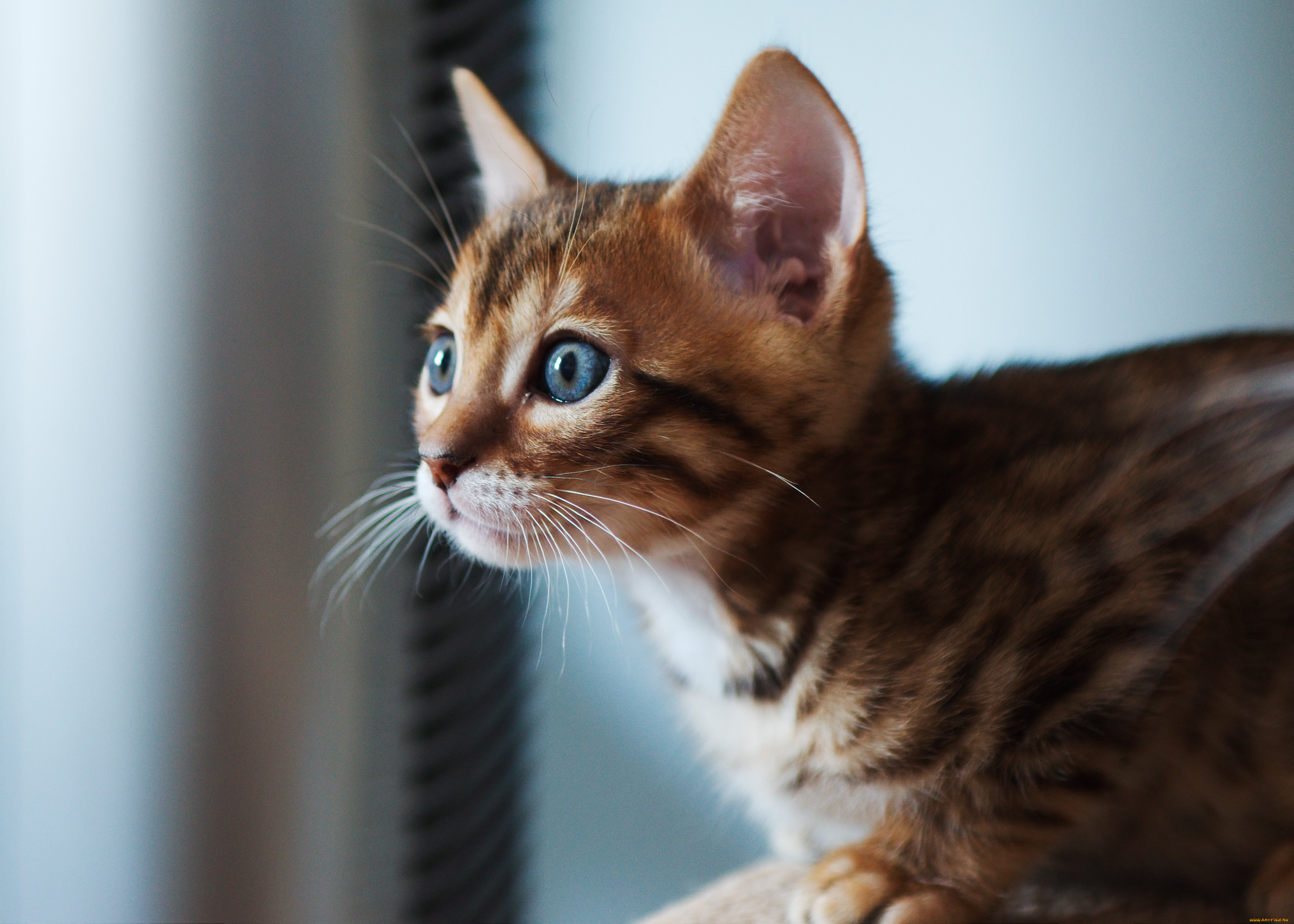 животные, коты, бенгальская, кошка