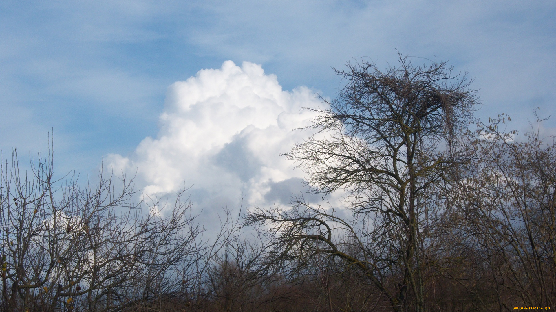 природа, деревья, небо, дерево, облако, ветви