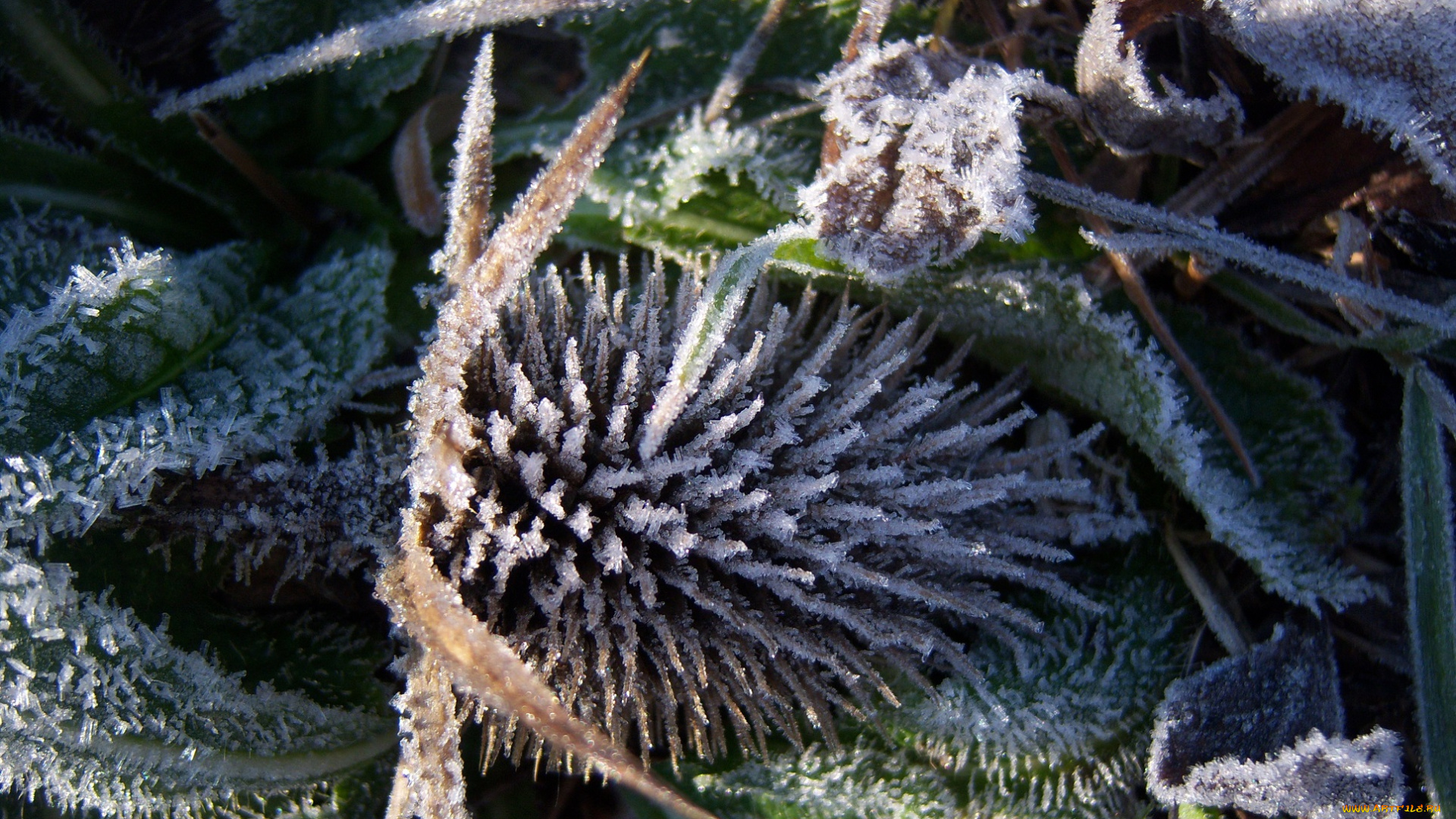 природа, другое