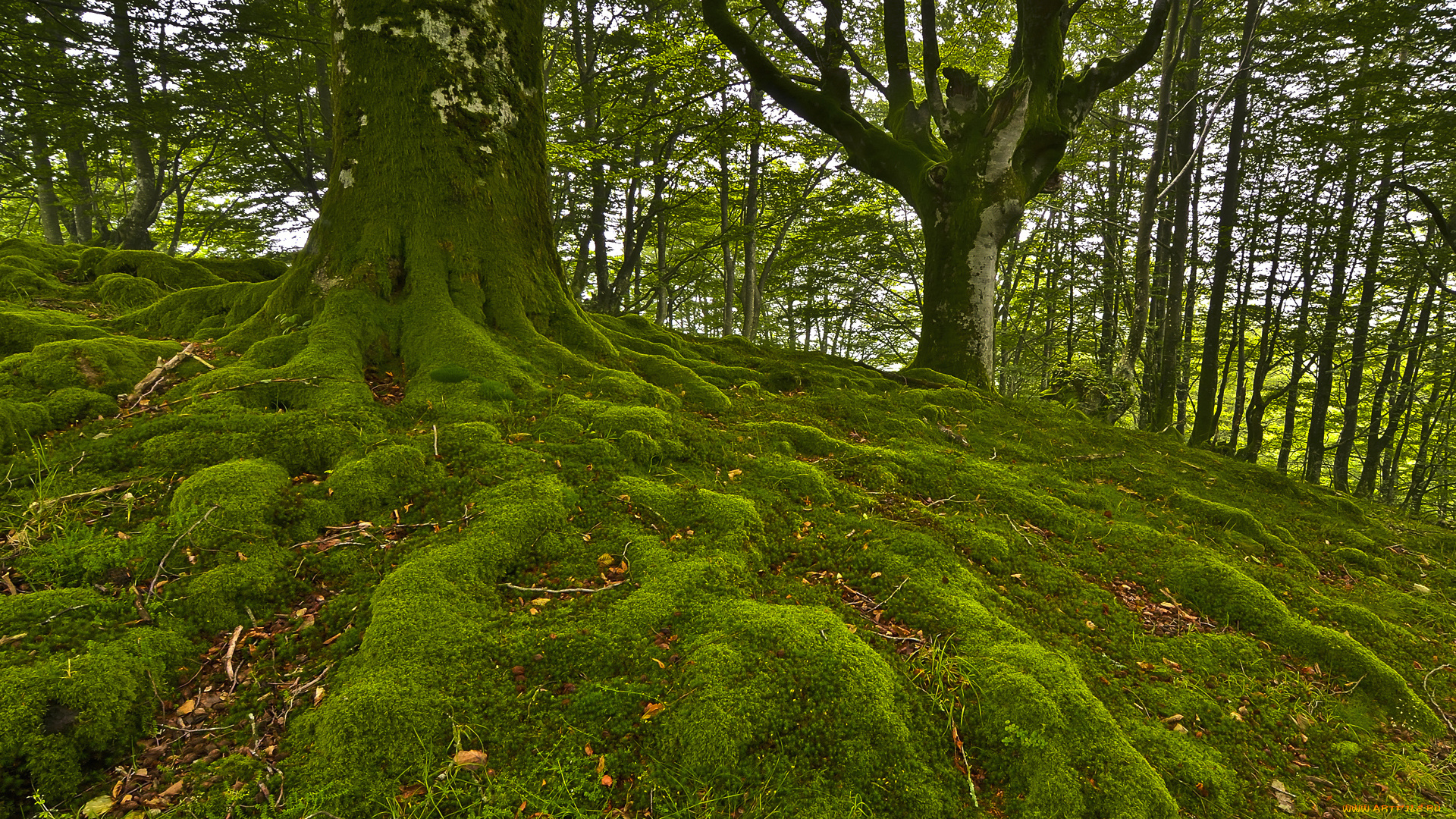 природа, лес, деревья, мох