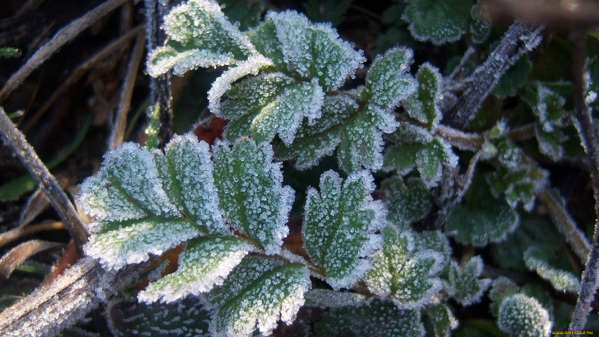 природа, листья, иней