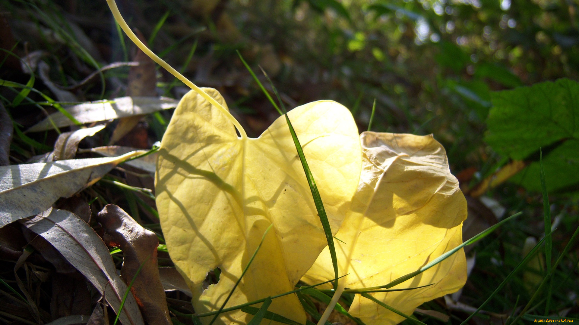 природа, листья, жклтые