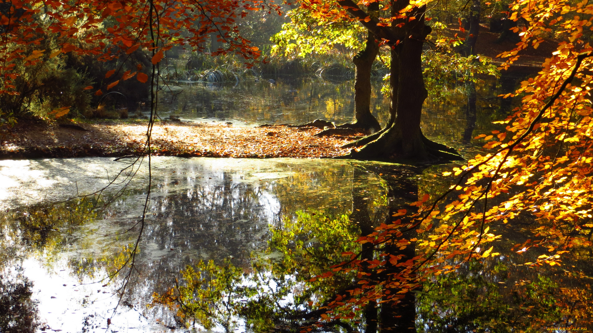 природа, реки, озера, англия, река, деревья, осень