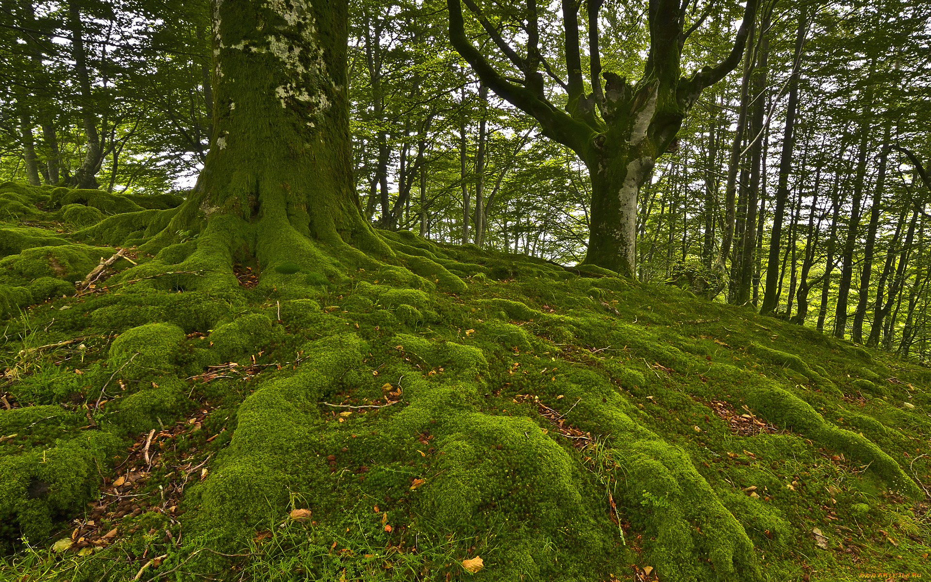 природа, лес, деревья, мох