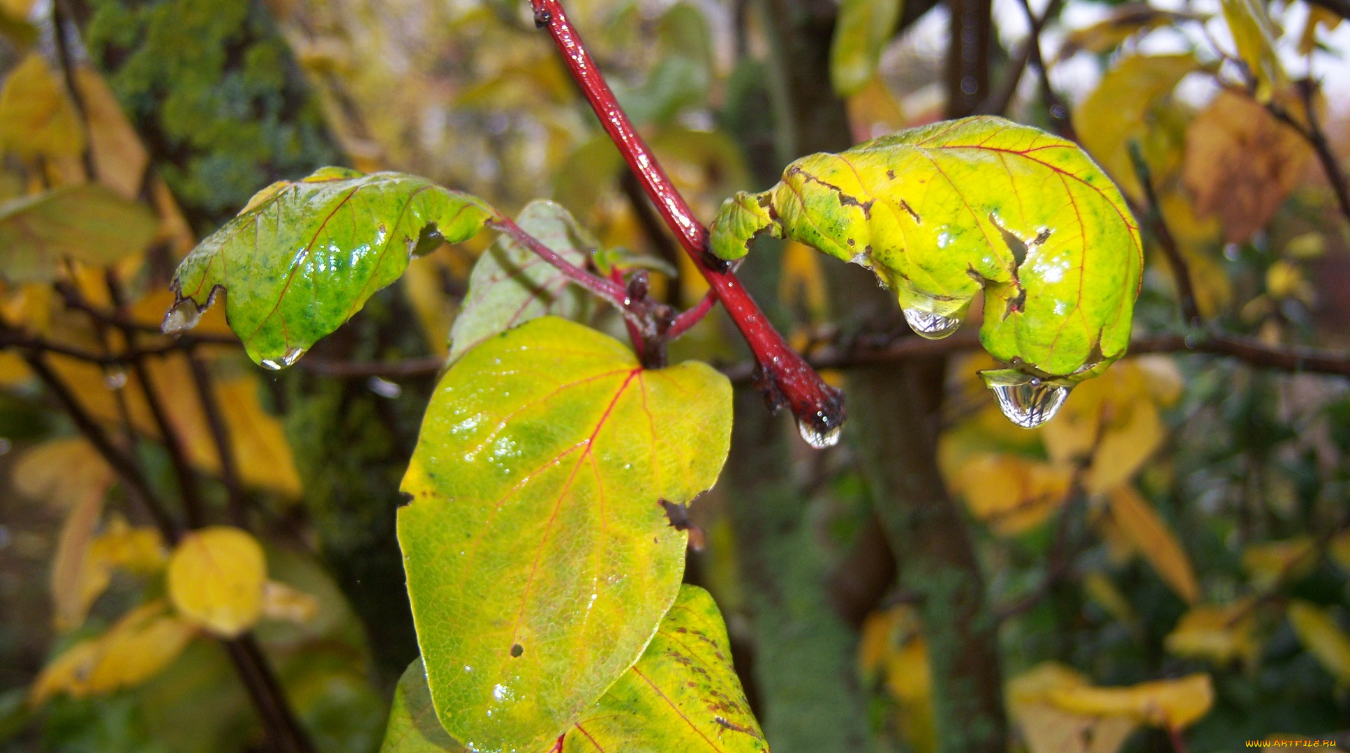 природа, листья, капли, осень
