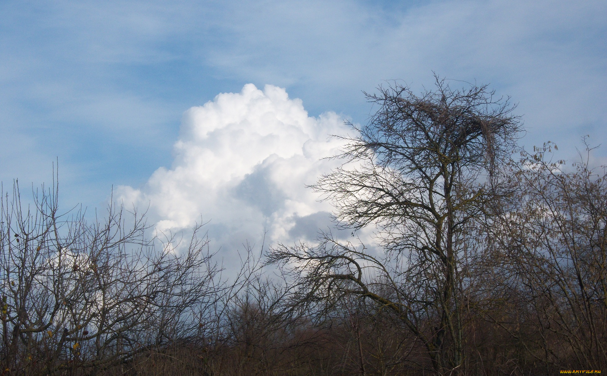 природа, деревья, небо, дерево, облако, ветви