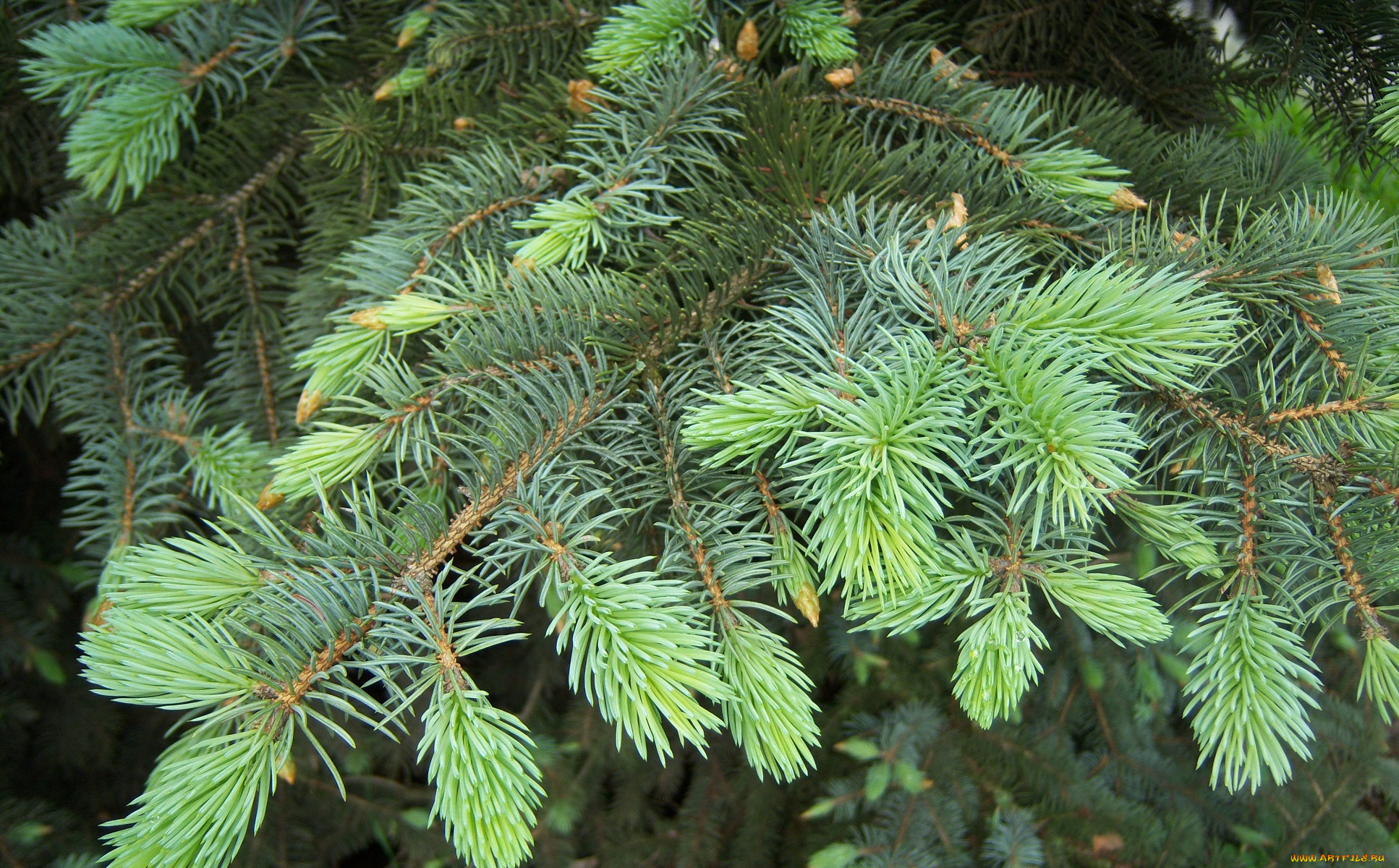 природа, другое, зелень, ветка, хвоя