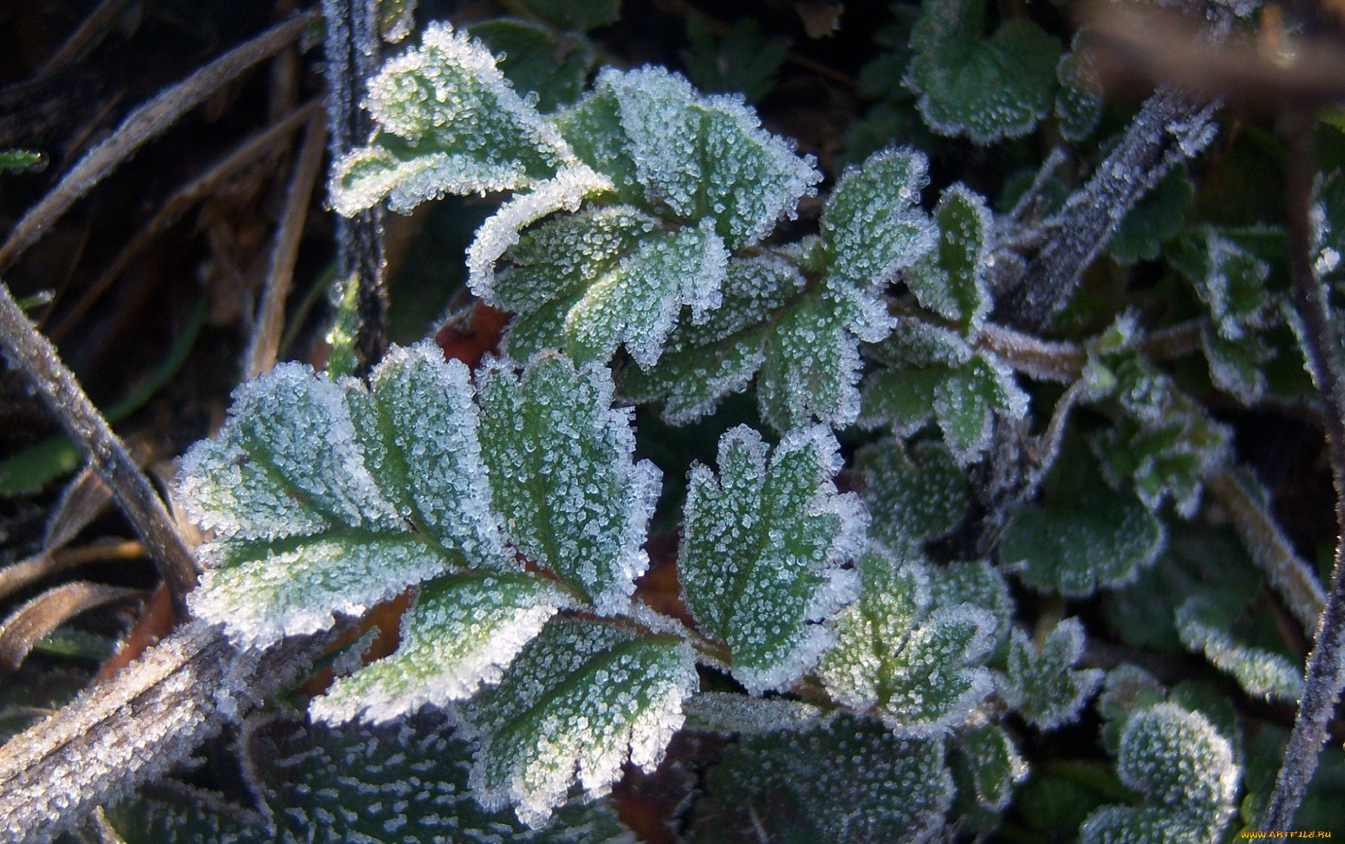 природа, листья, иней