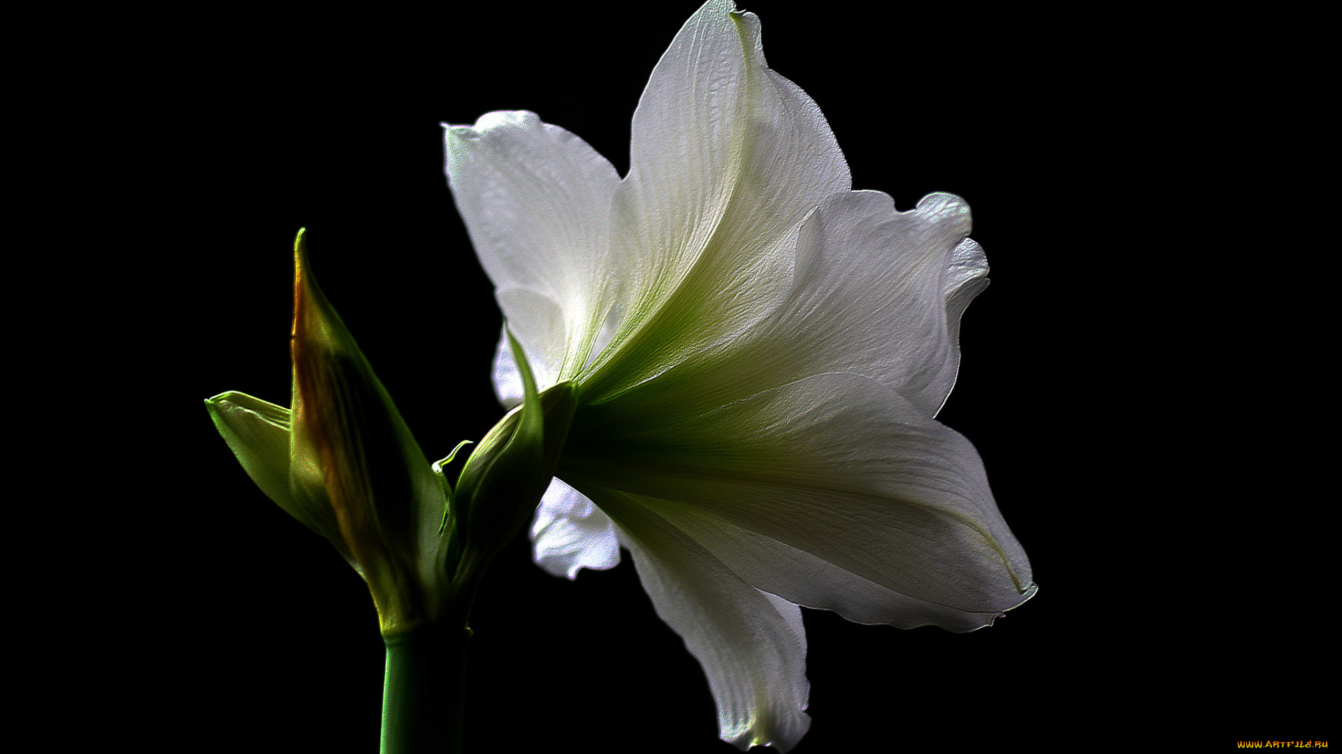amaryllis, цветы, амариллисы, , гиппеаструмы, амариллис
