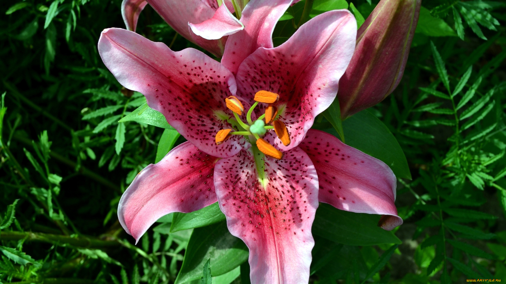 цветы, лилии, , лилейники, лепестки