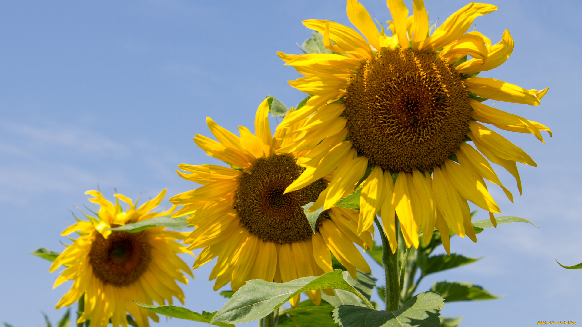 цветы, подсолнухи, жолтые, небо, лепестки