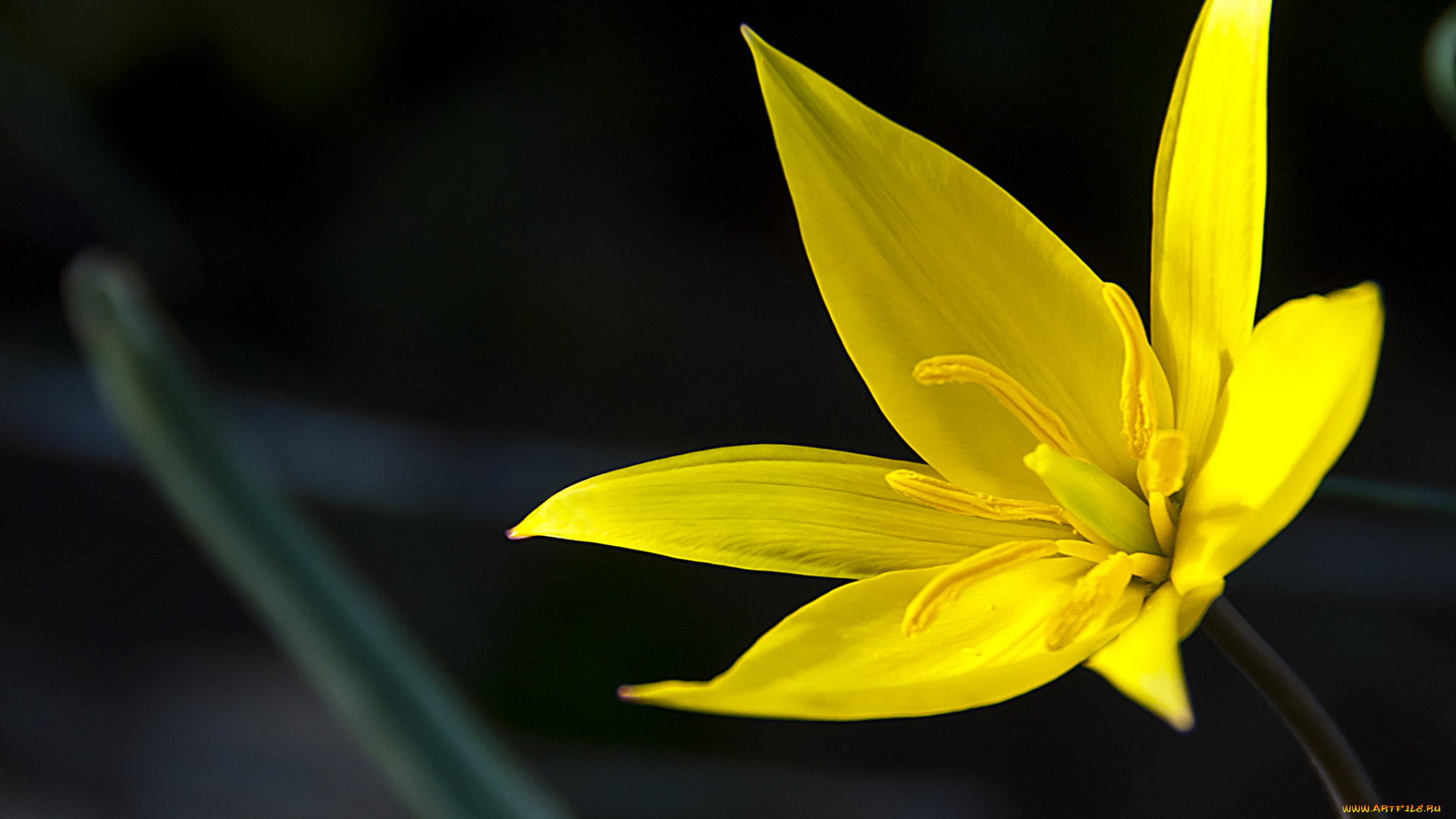 цветы, тюльпаны, цветок, лепестки, тычинки, природа