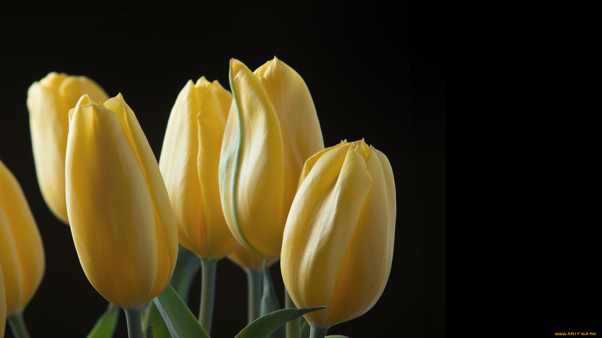 цветы, тюльпаны, лепестки, листья, природа, фон