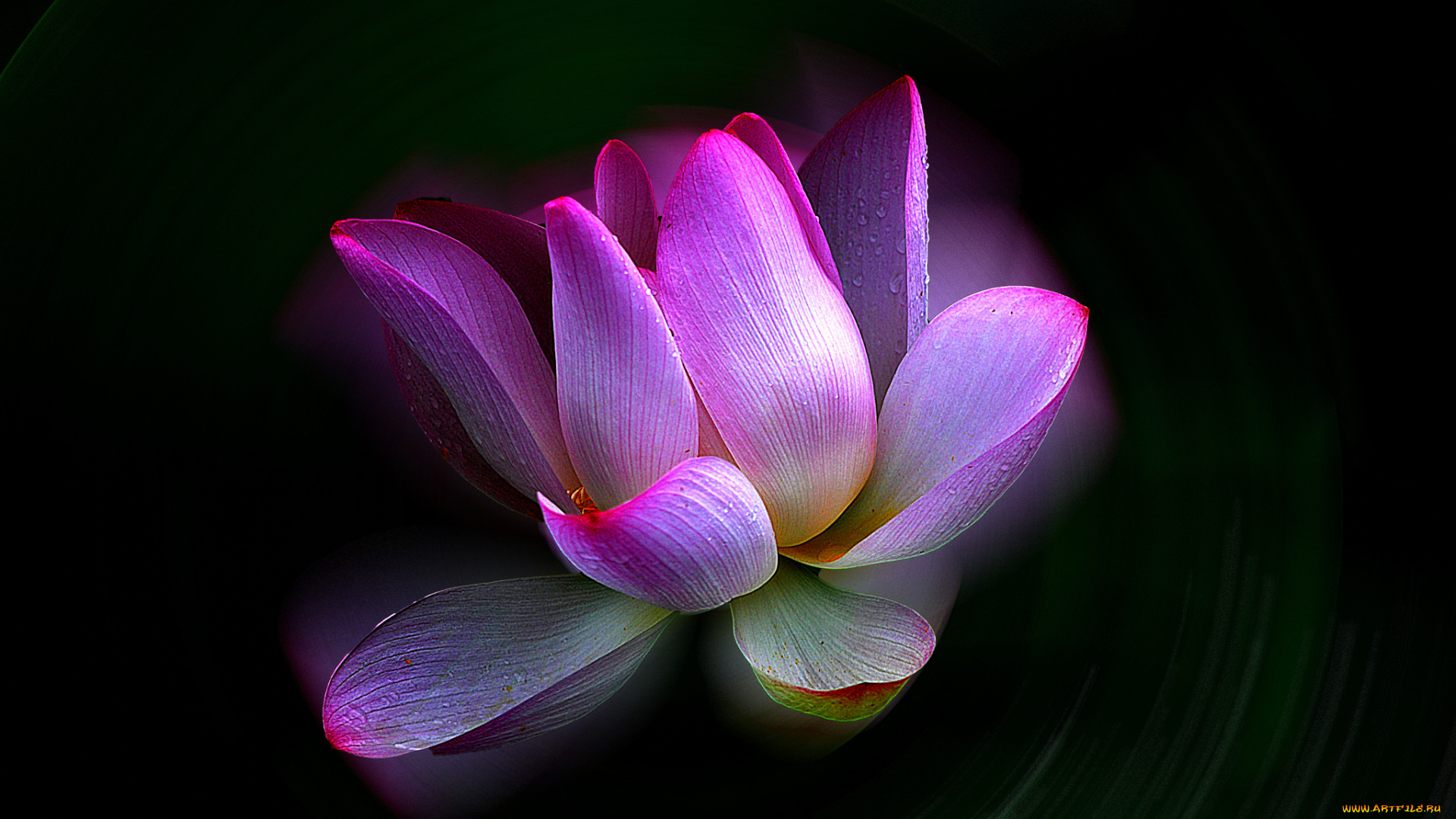 lotus, цветы, лотосы, лотос