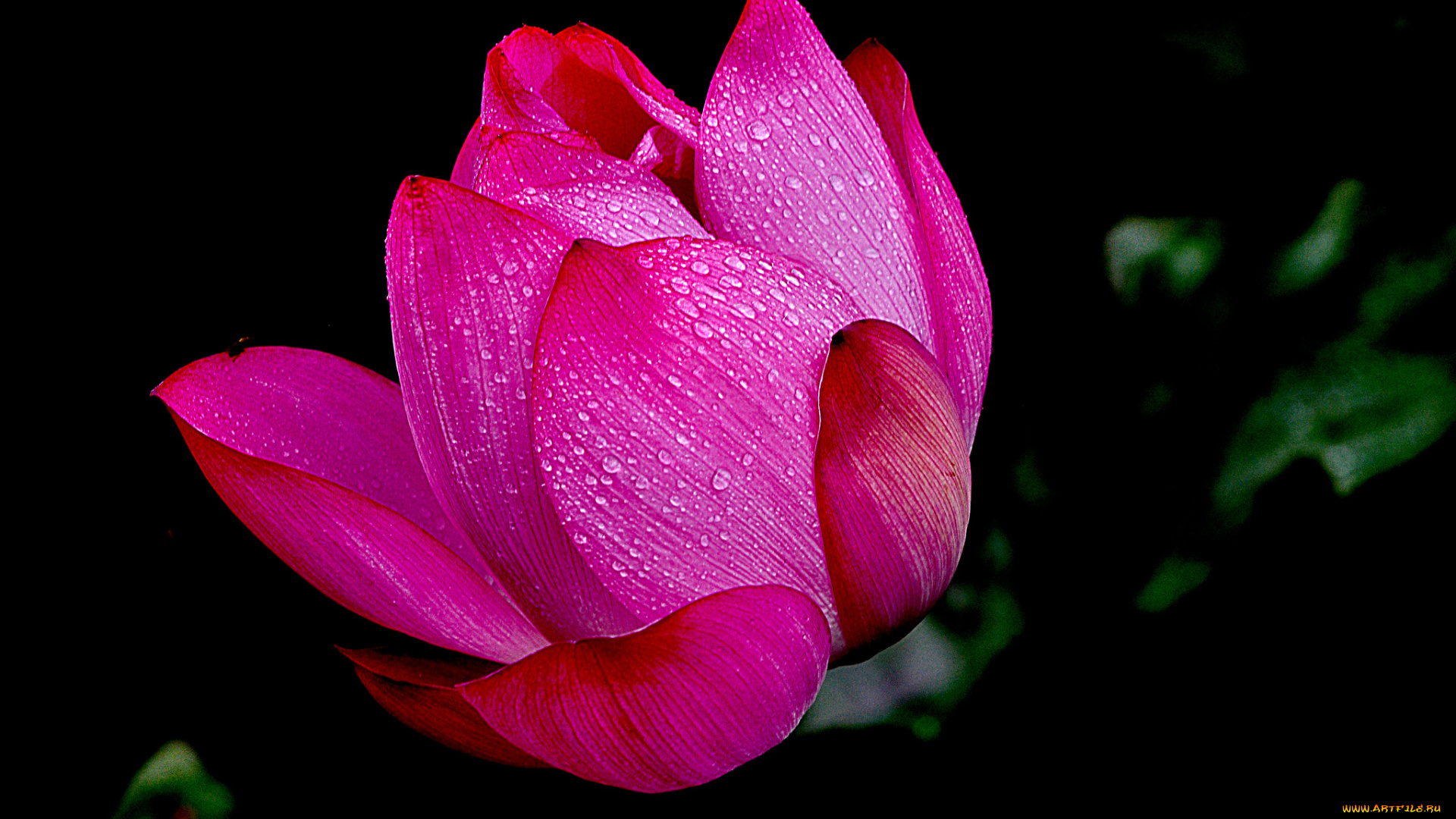 lotus, цветы, лотосы, лотос