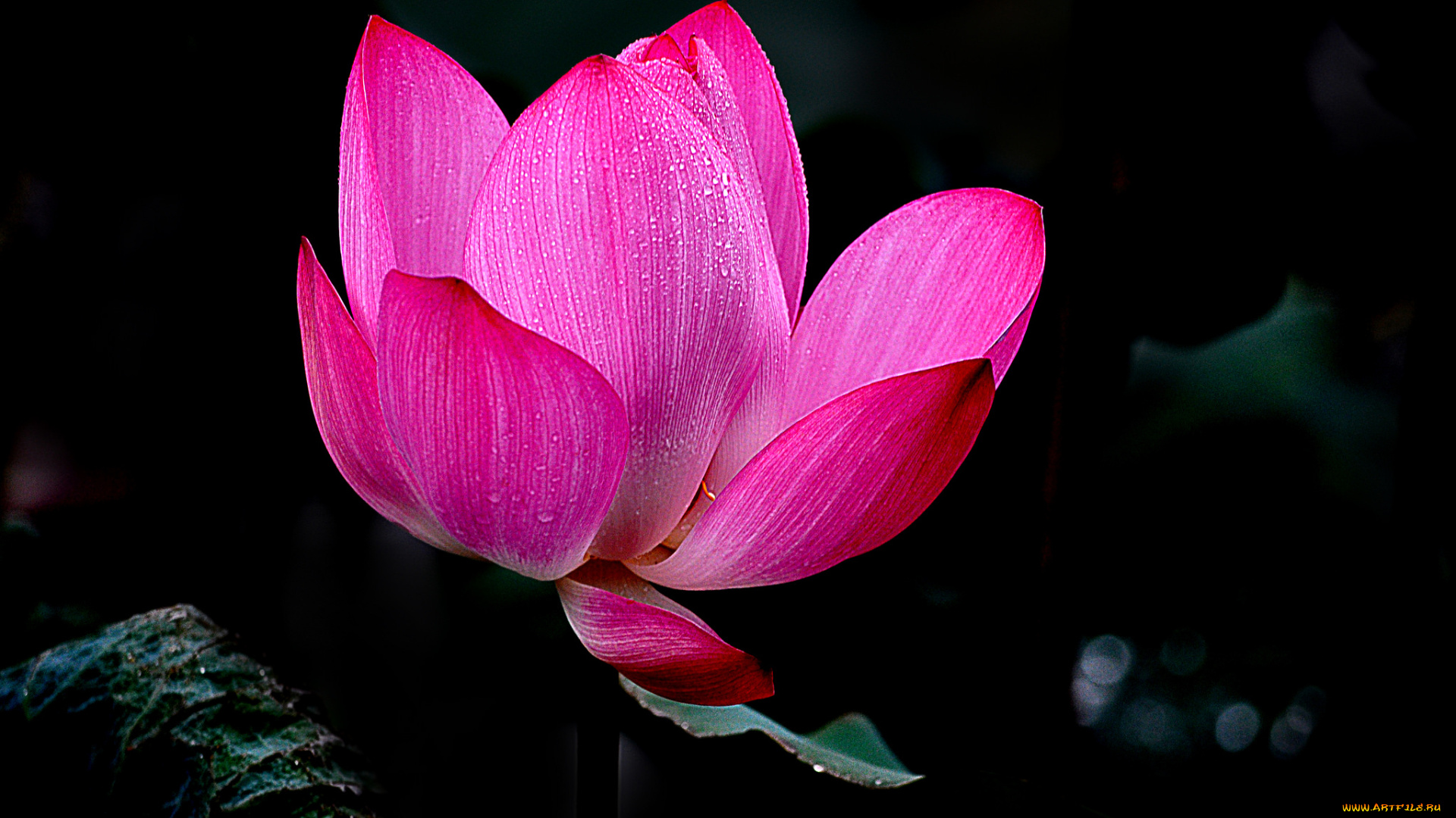 lotus, цветы, лотосы, лотос