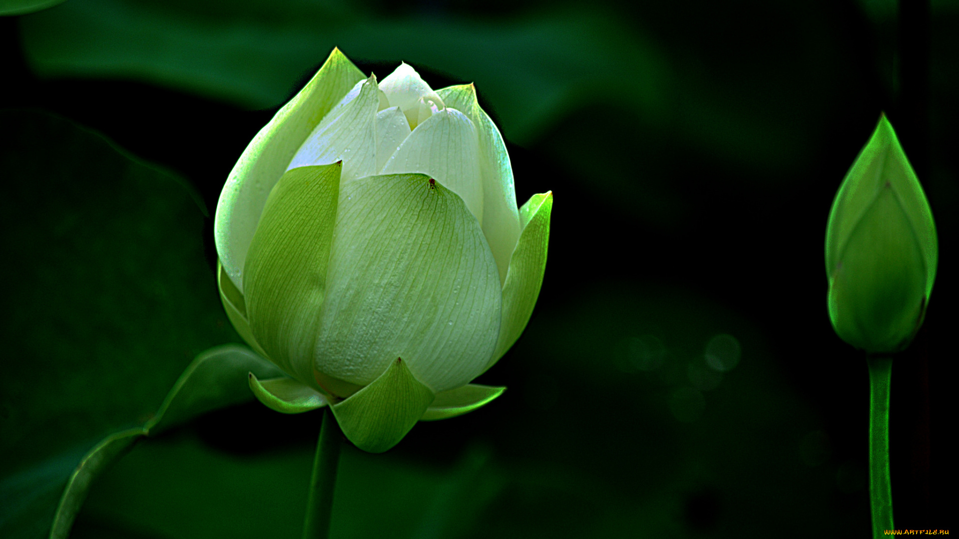 lotus, цветы, лотосы, лотос