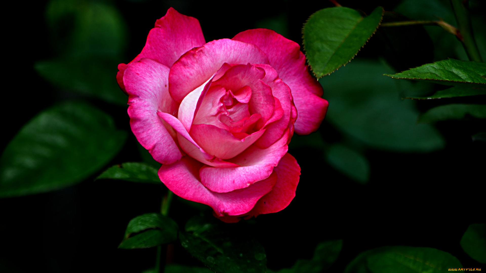 разное, компьютерный, дизайн, бутон, роза