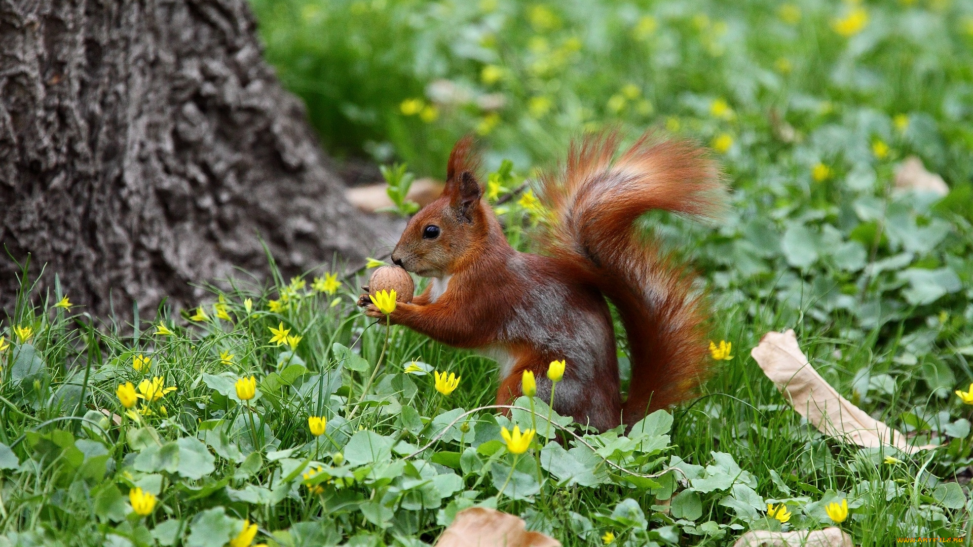 животные, белки, трава, орех