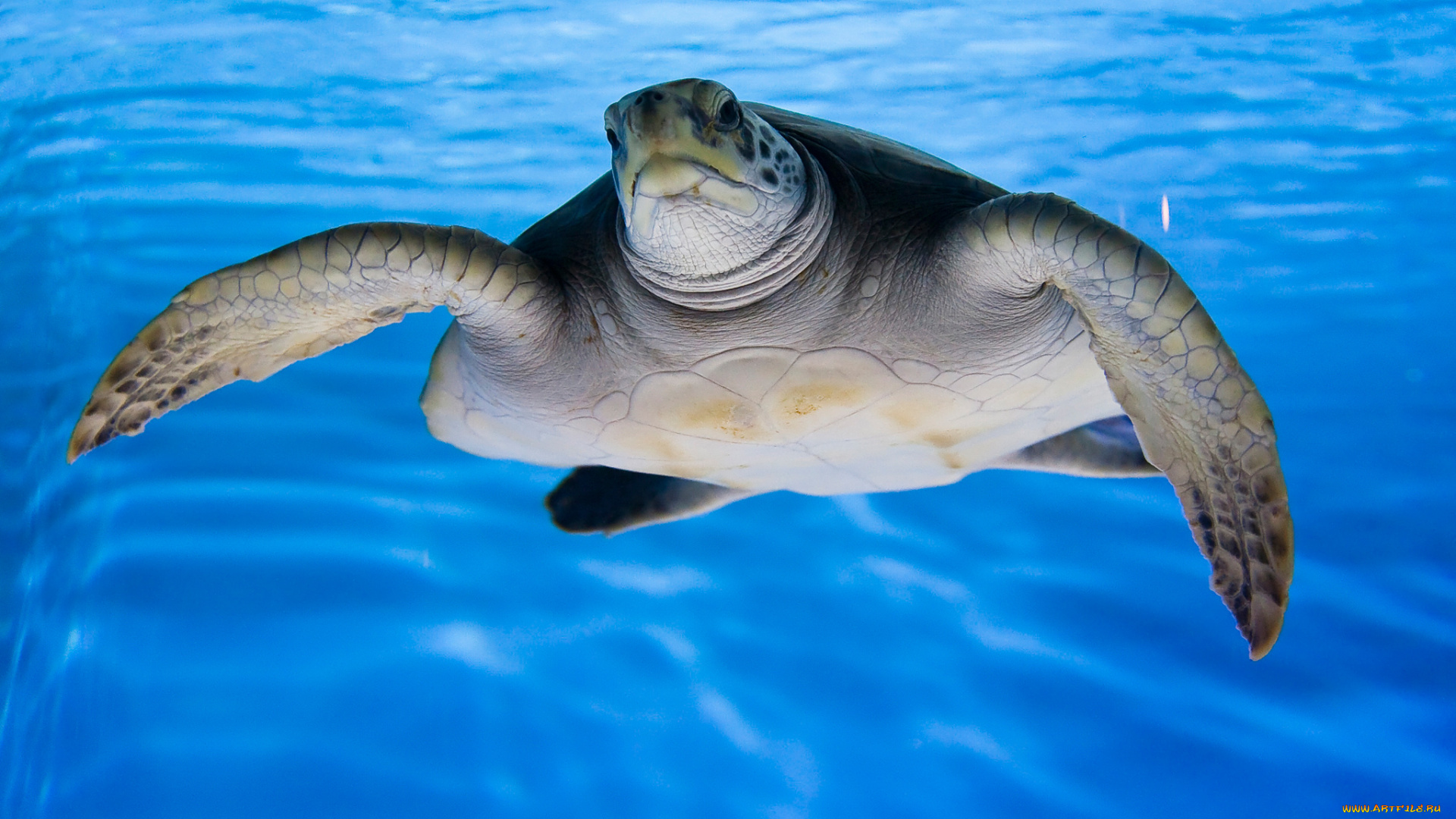 животные, Черепахи, черепаха, море, океан, природа