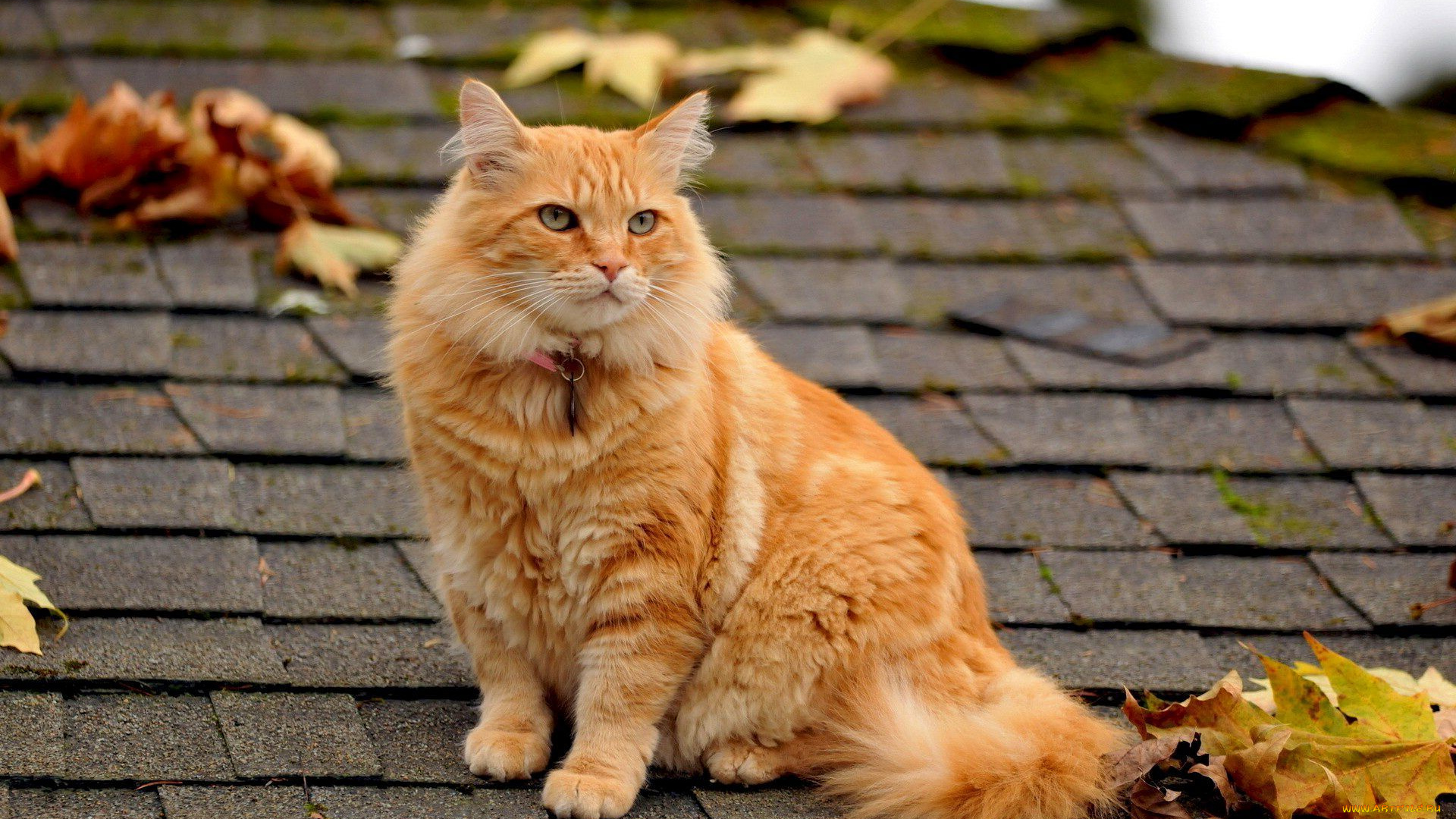 животные, коты, взгляд, кот, рыжий