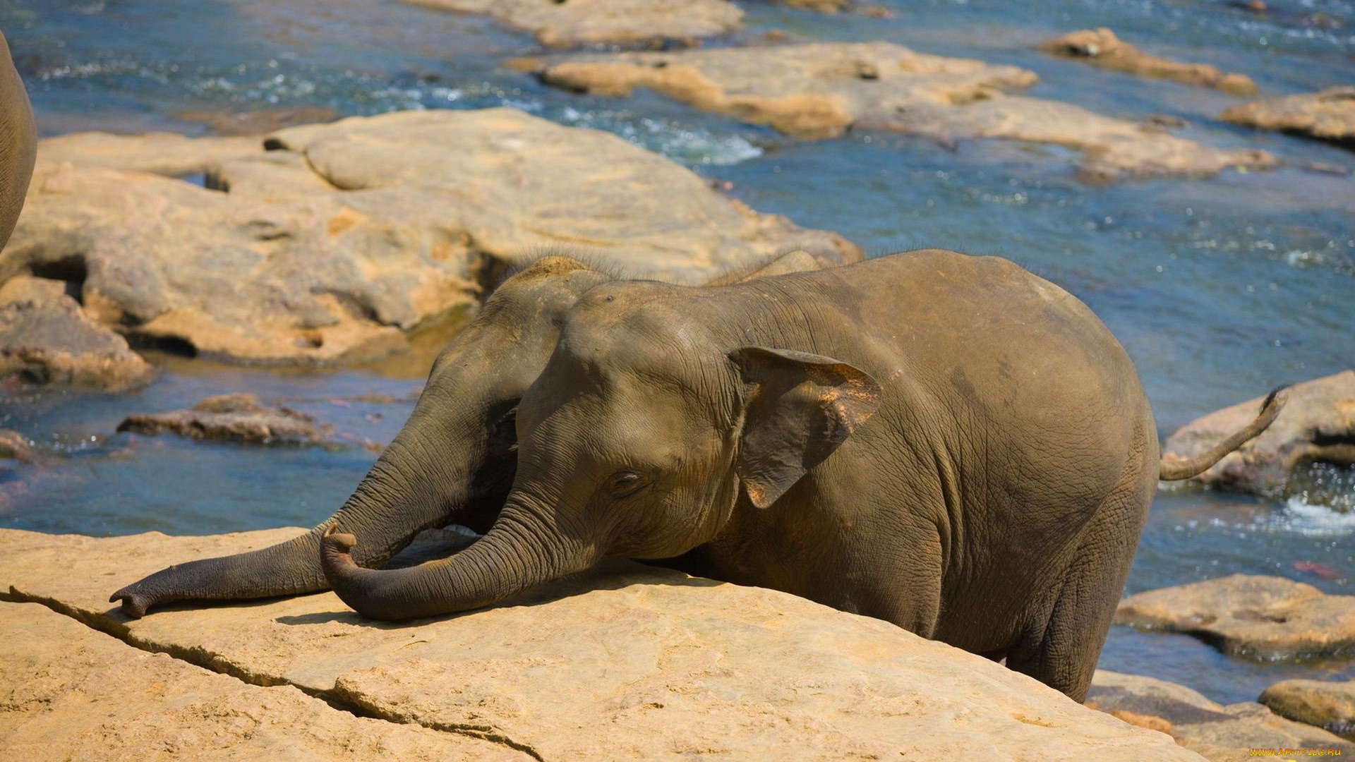 животные, слоны, вода, камни, хоботы
