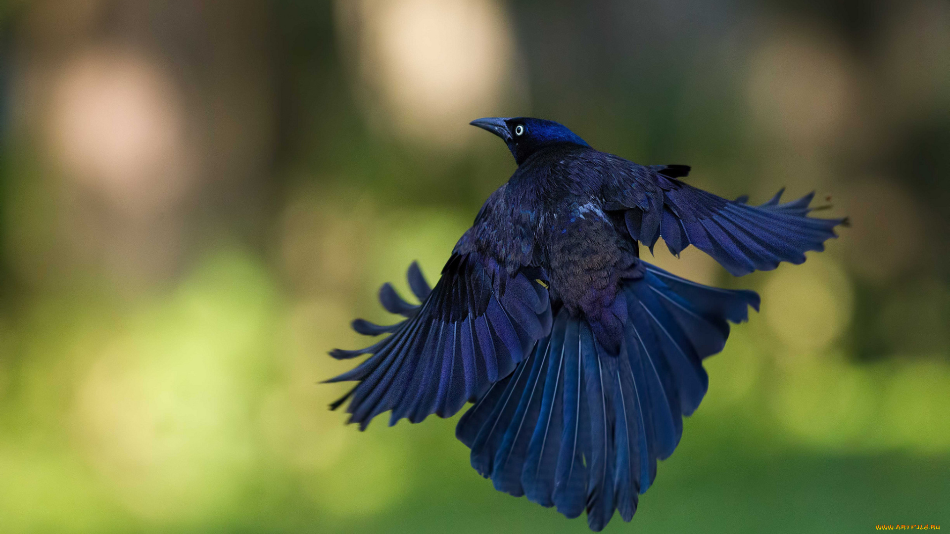 животные, вороны, , грачи, , галки, блики, фон, полет, птица